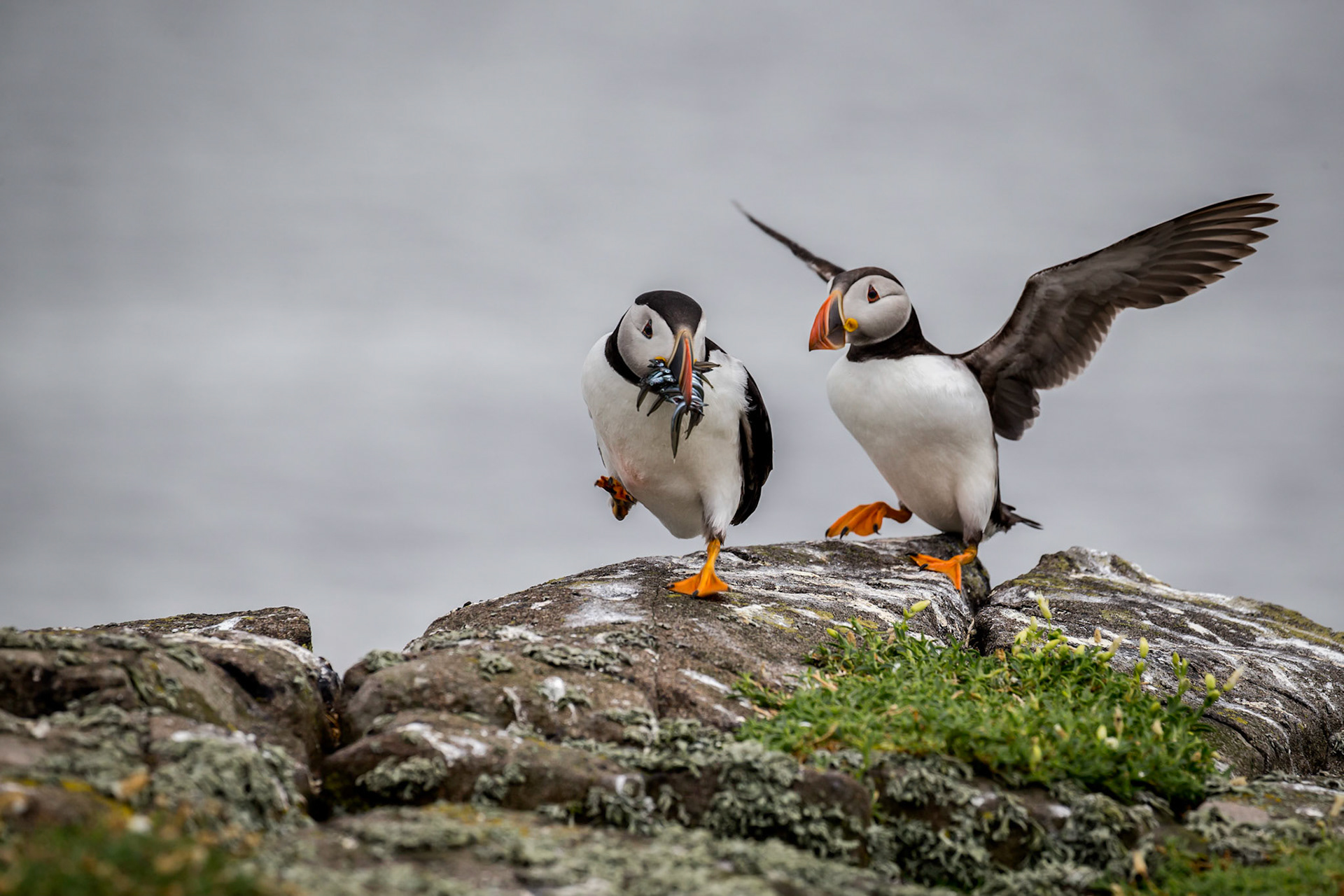 Atlantic Puffins, Isle of May, Scotland