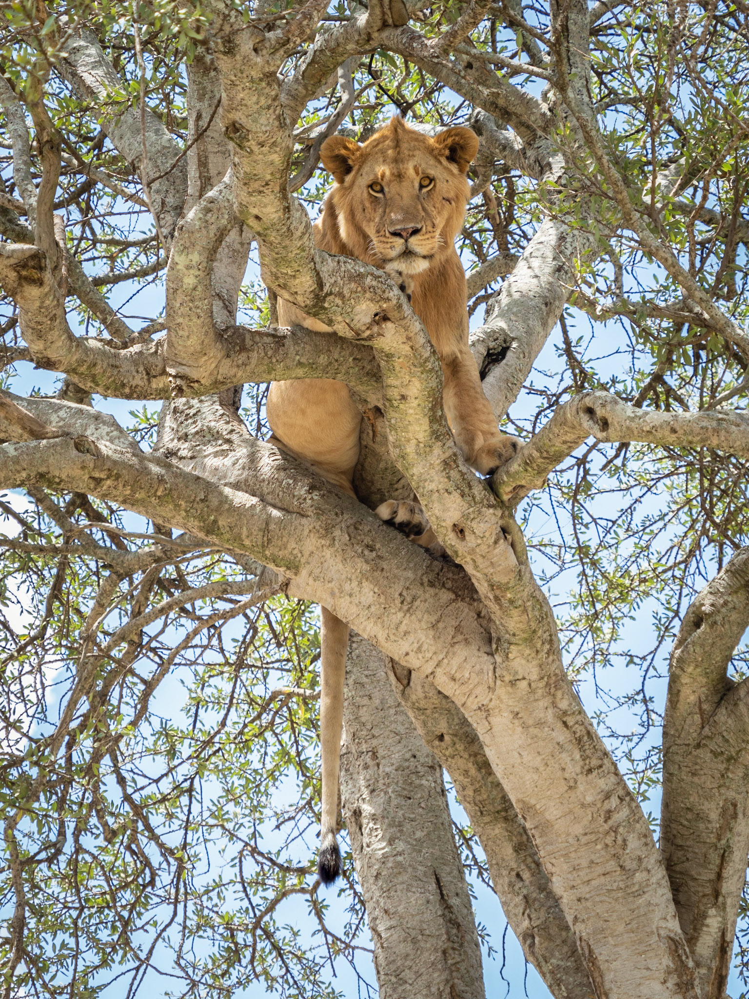 Lion in Tree Masai Mara, Kenya