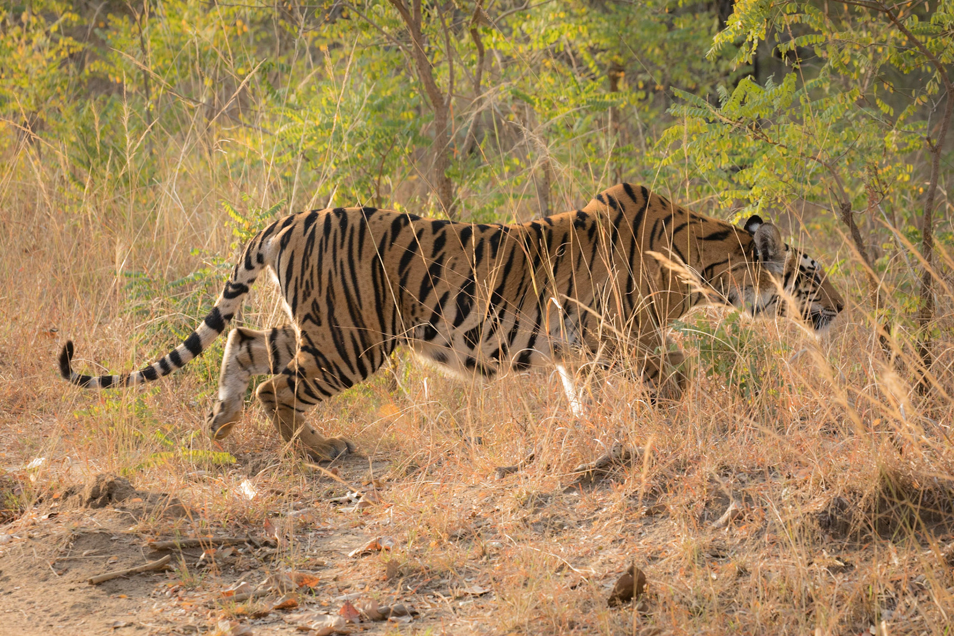 Bandhavgarh, India