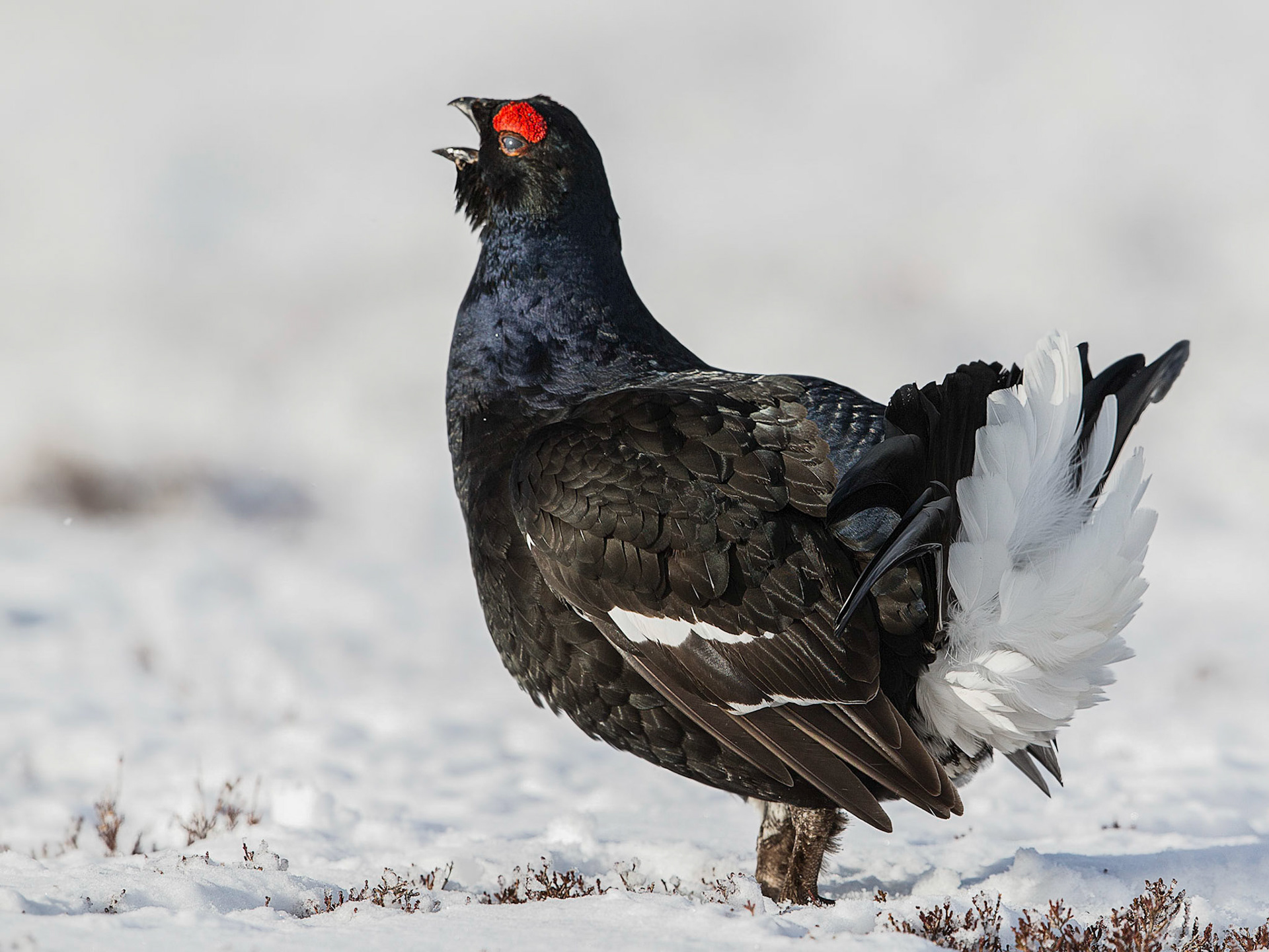 Black Grouse