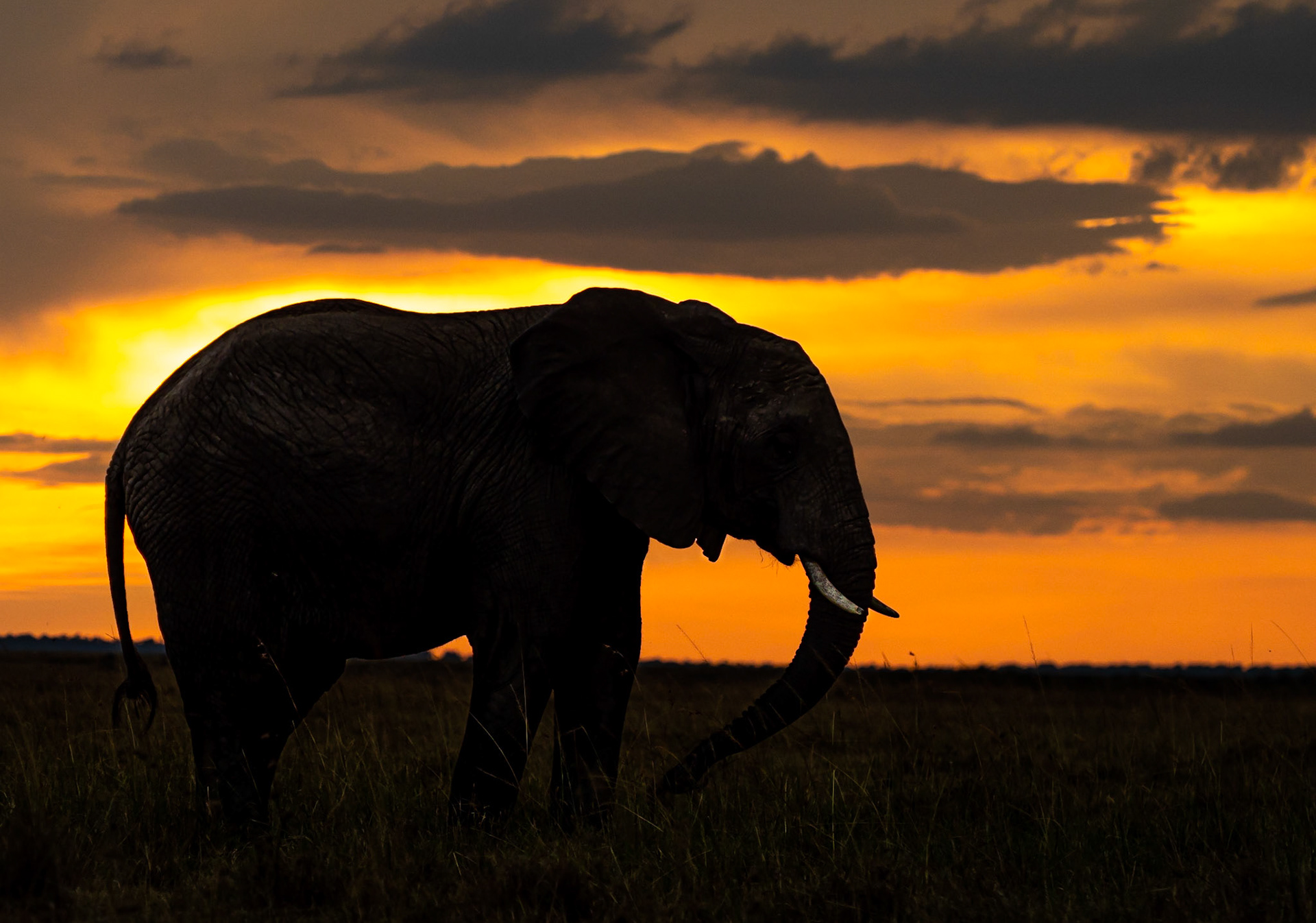 Masai Mara 2019