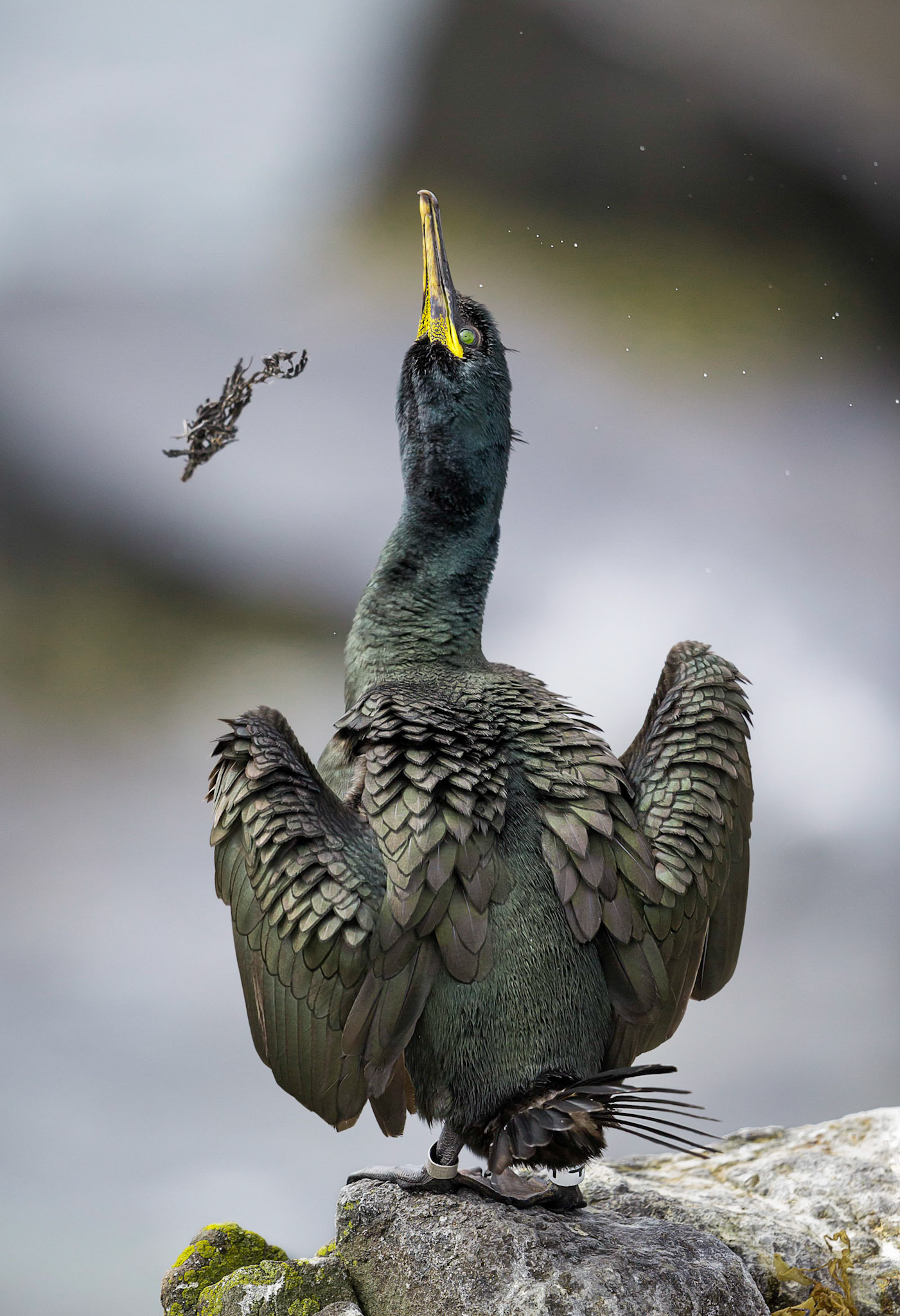 Shag Throwing Seaweed - Isle of May, Scotland, June 2017