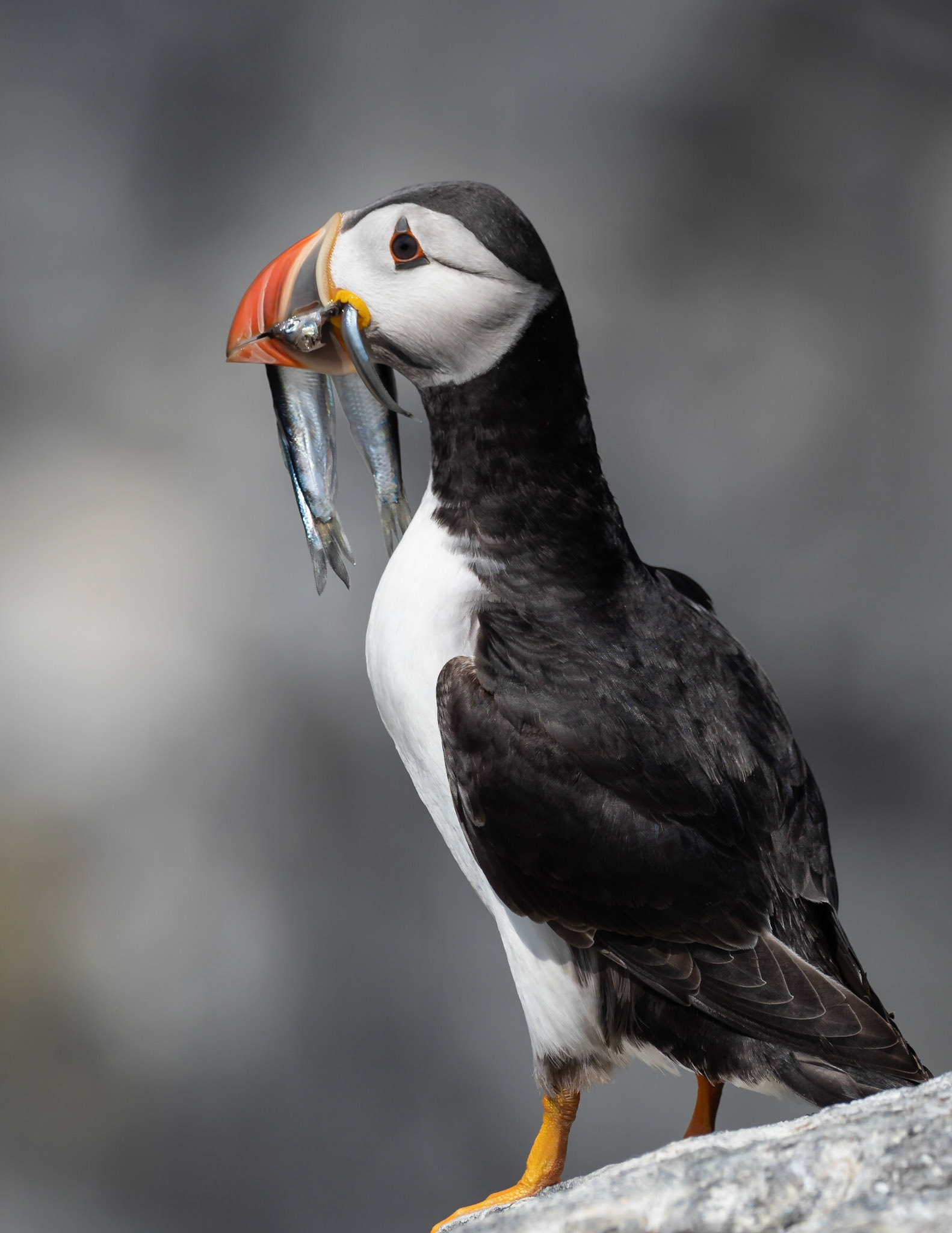 Puffin with Catch