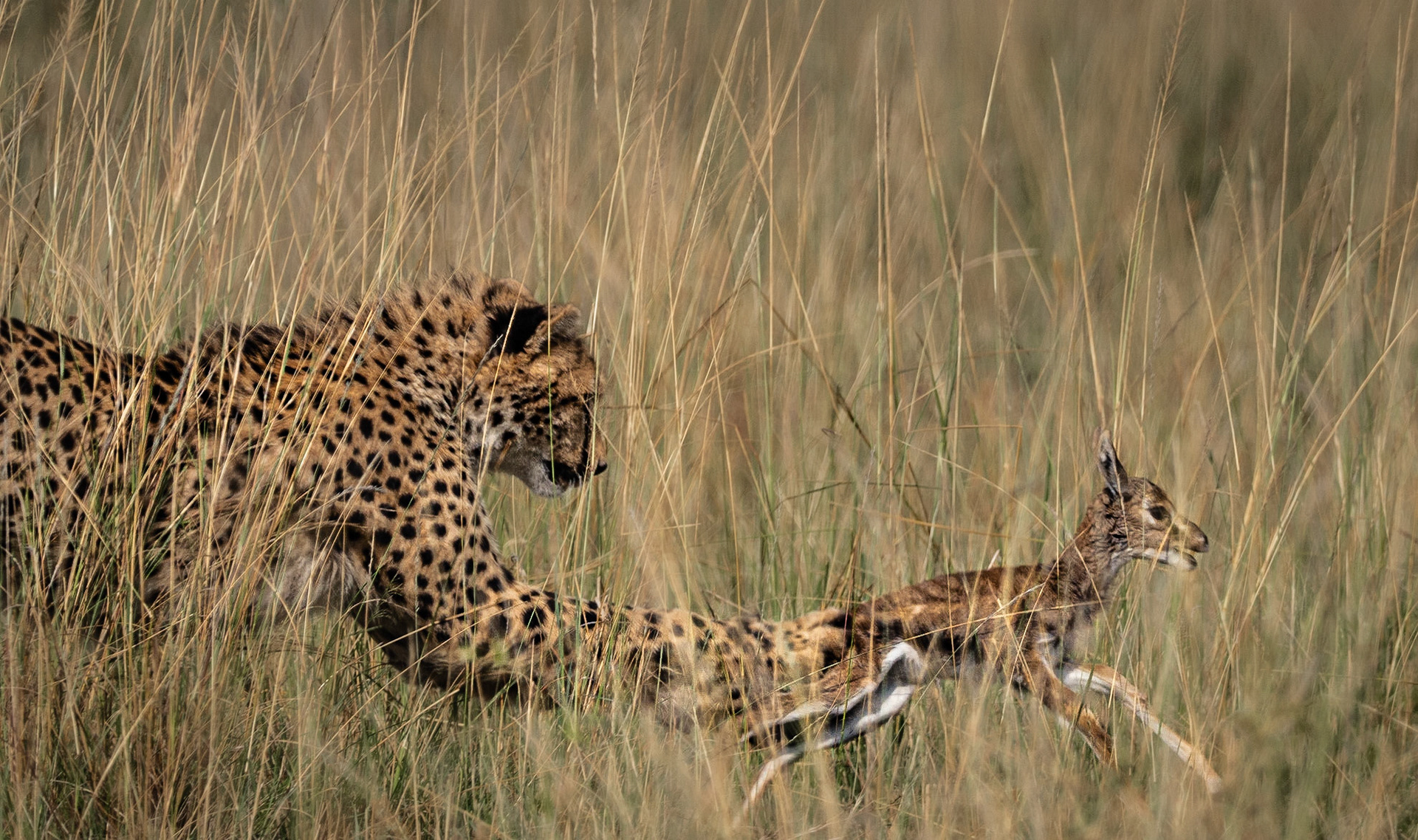 Cheetah and young Thomson Gazelle