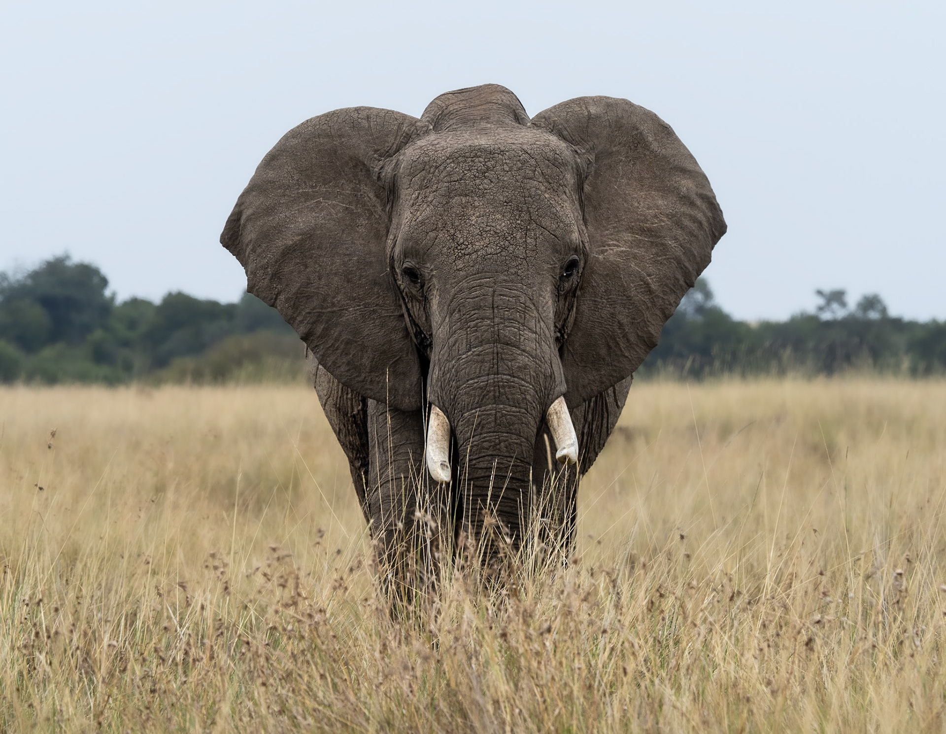 Male Elephant
