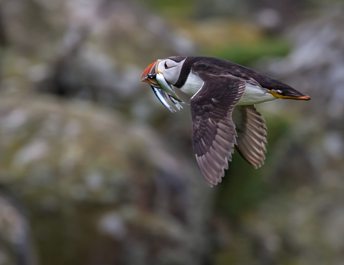 Puffin in Flight