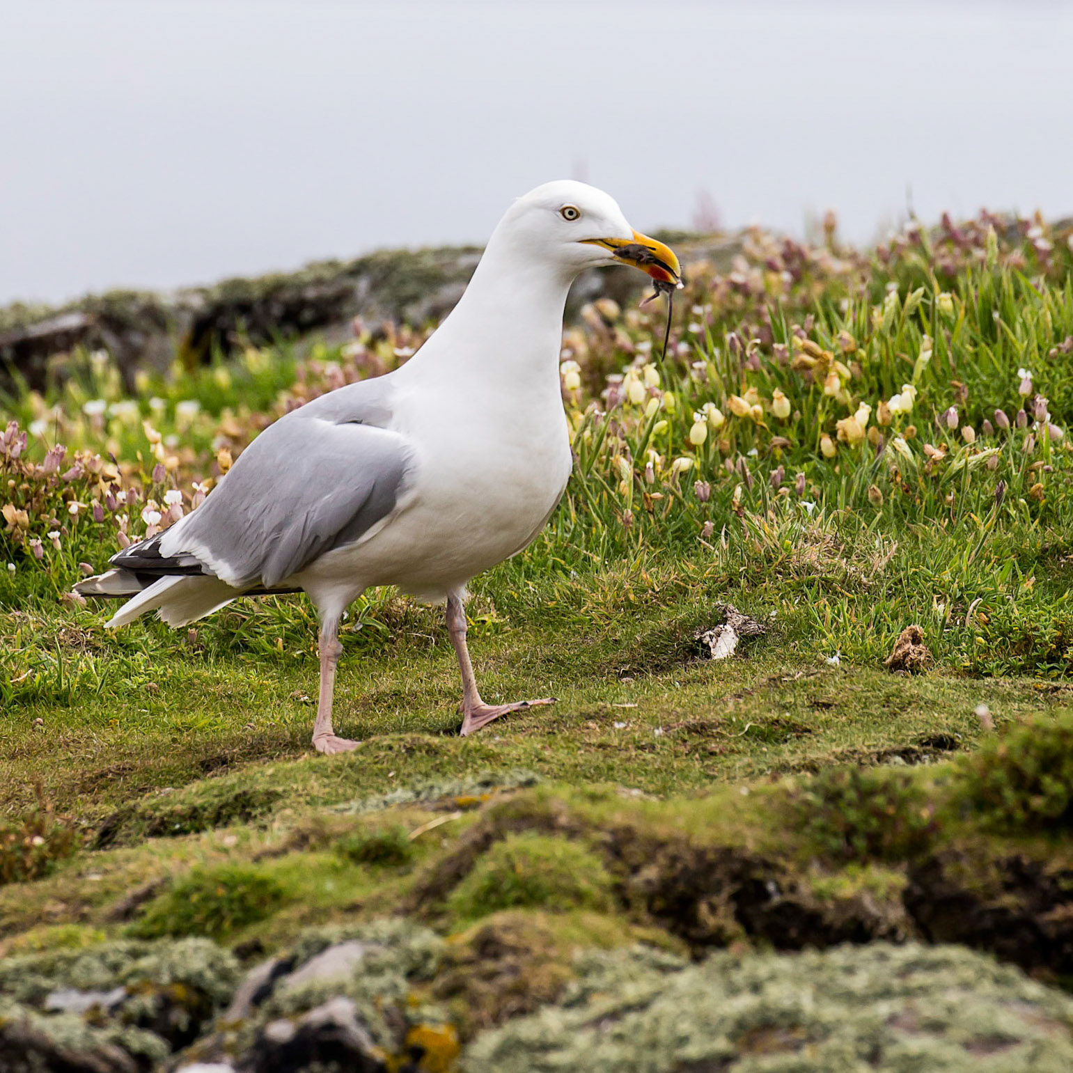 Herring Gull with Field Mouse