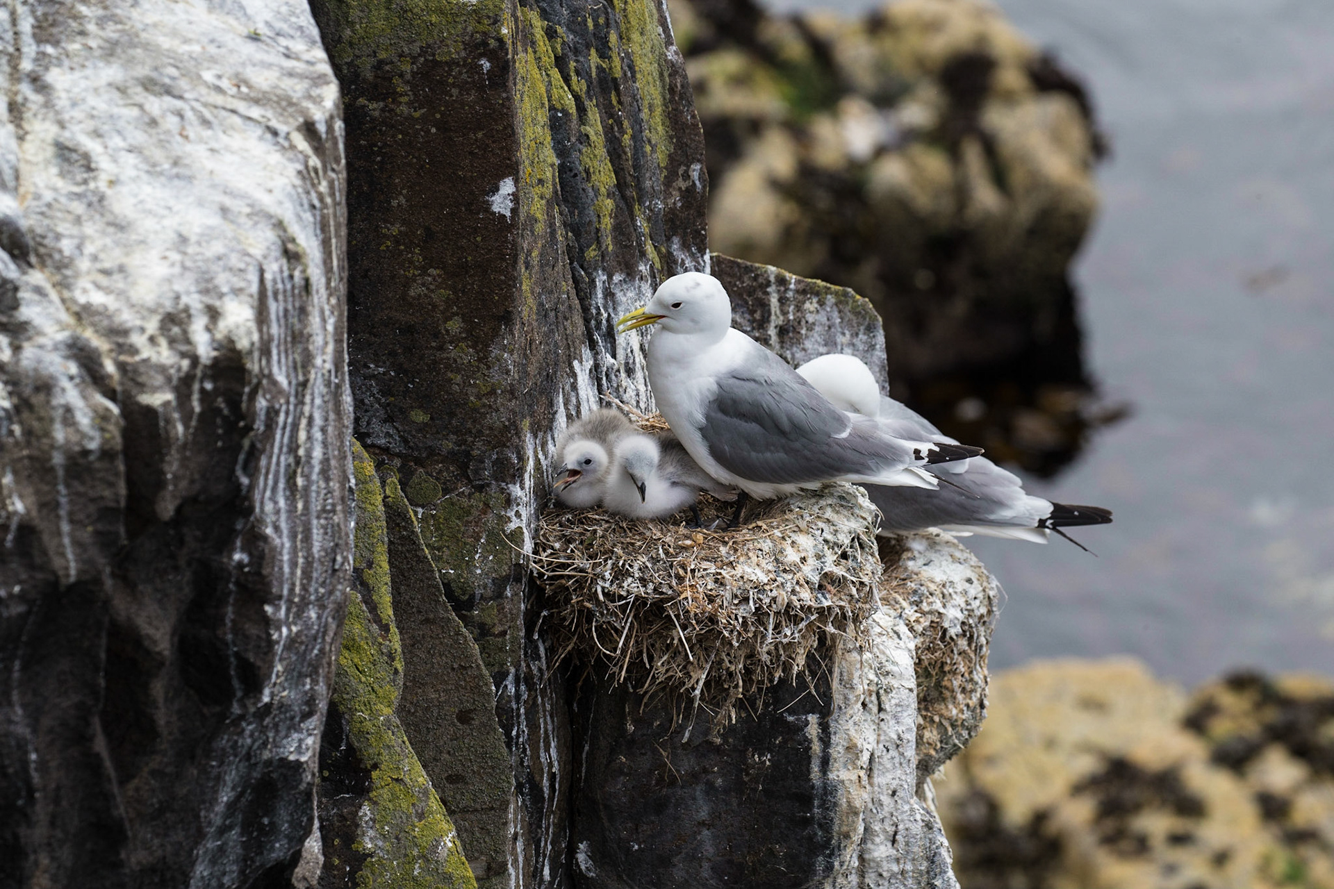 Kittiwakes Nesting