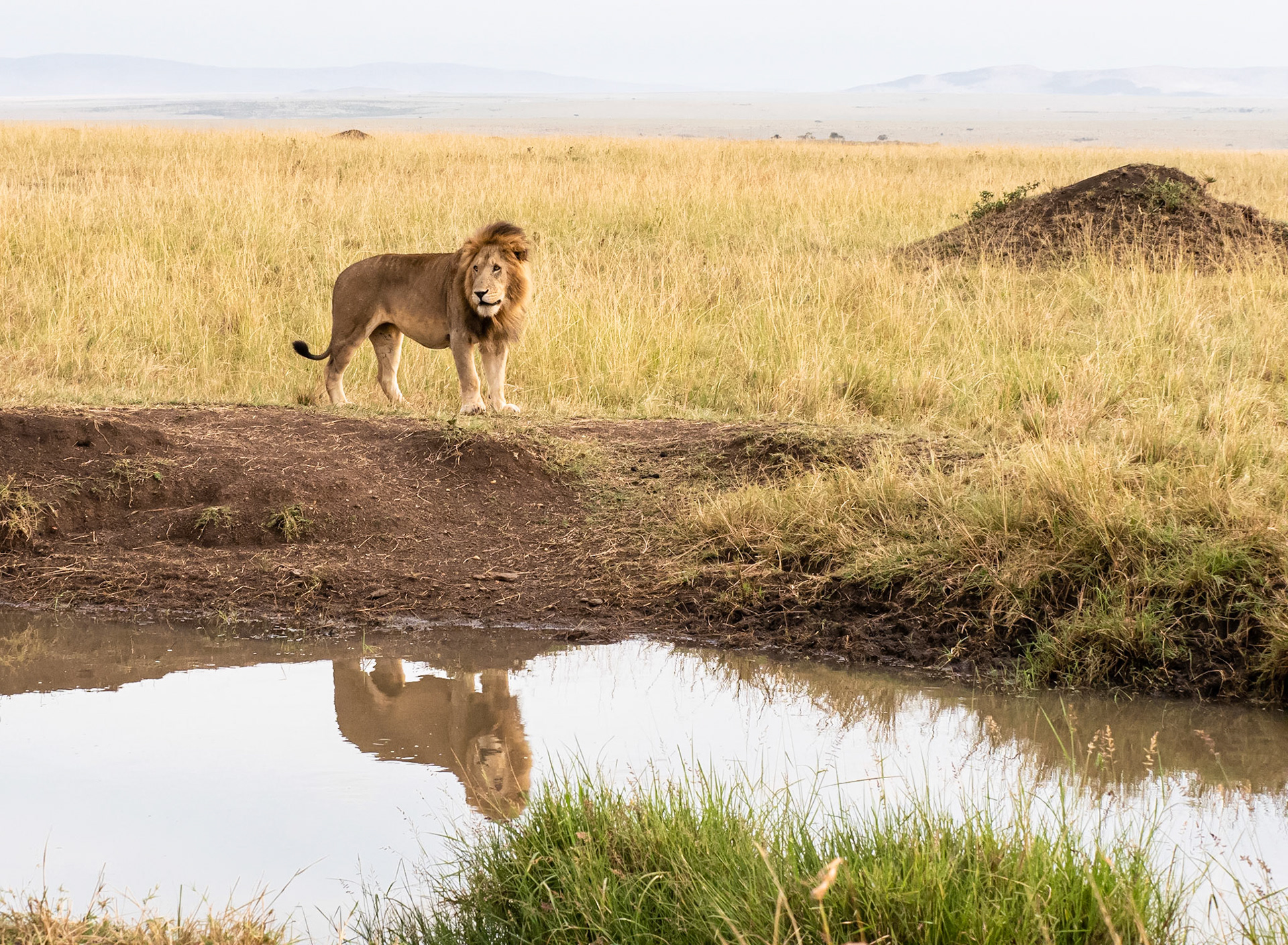 Double Cross Pride - Masai Mara