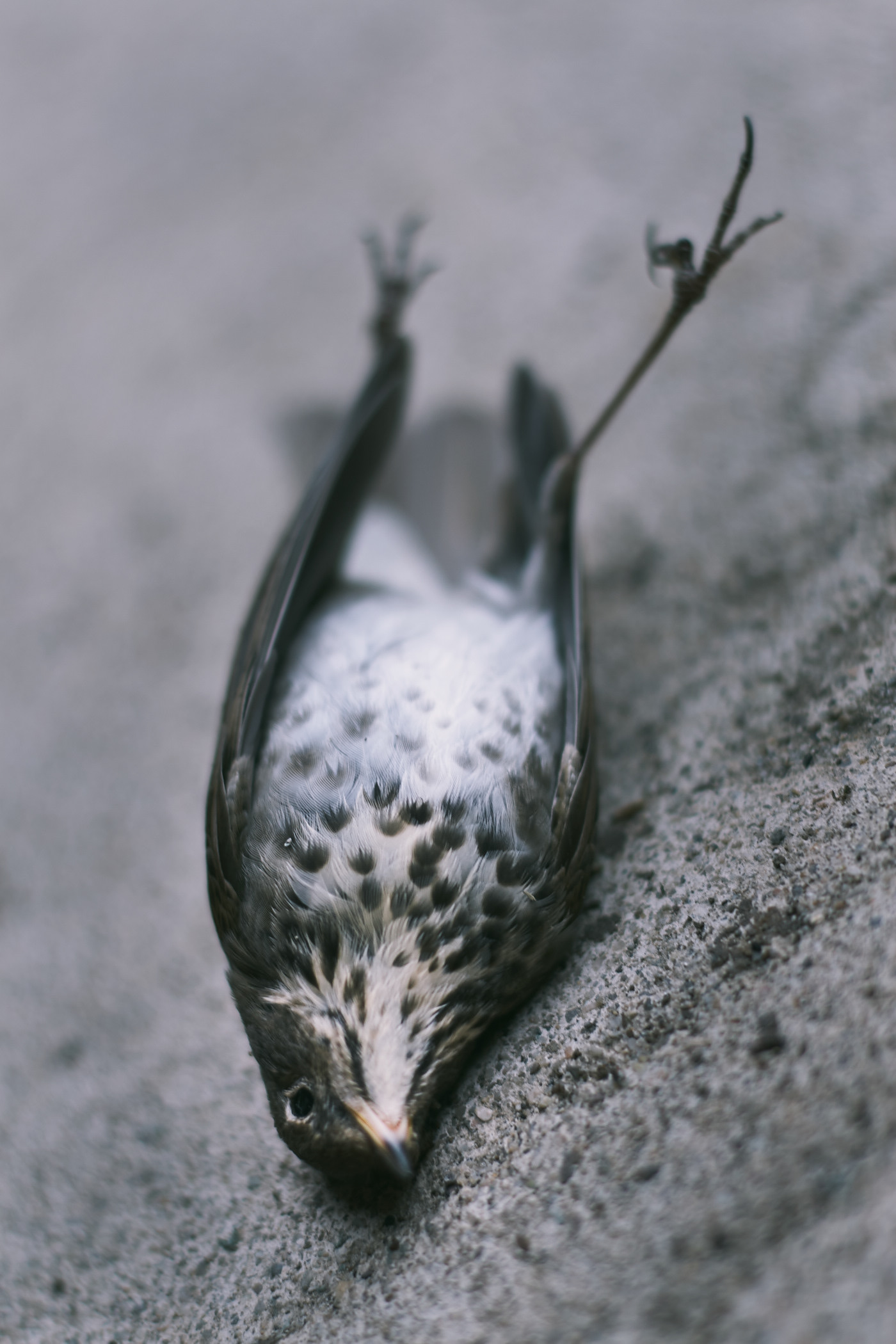 Dead bird.  Roadkill.  Photo by Modern Human.
