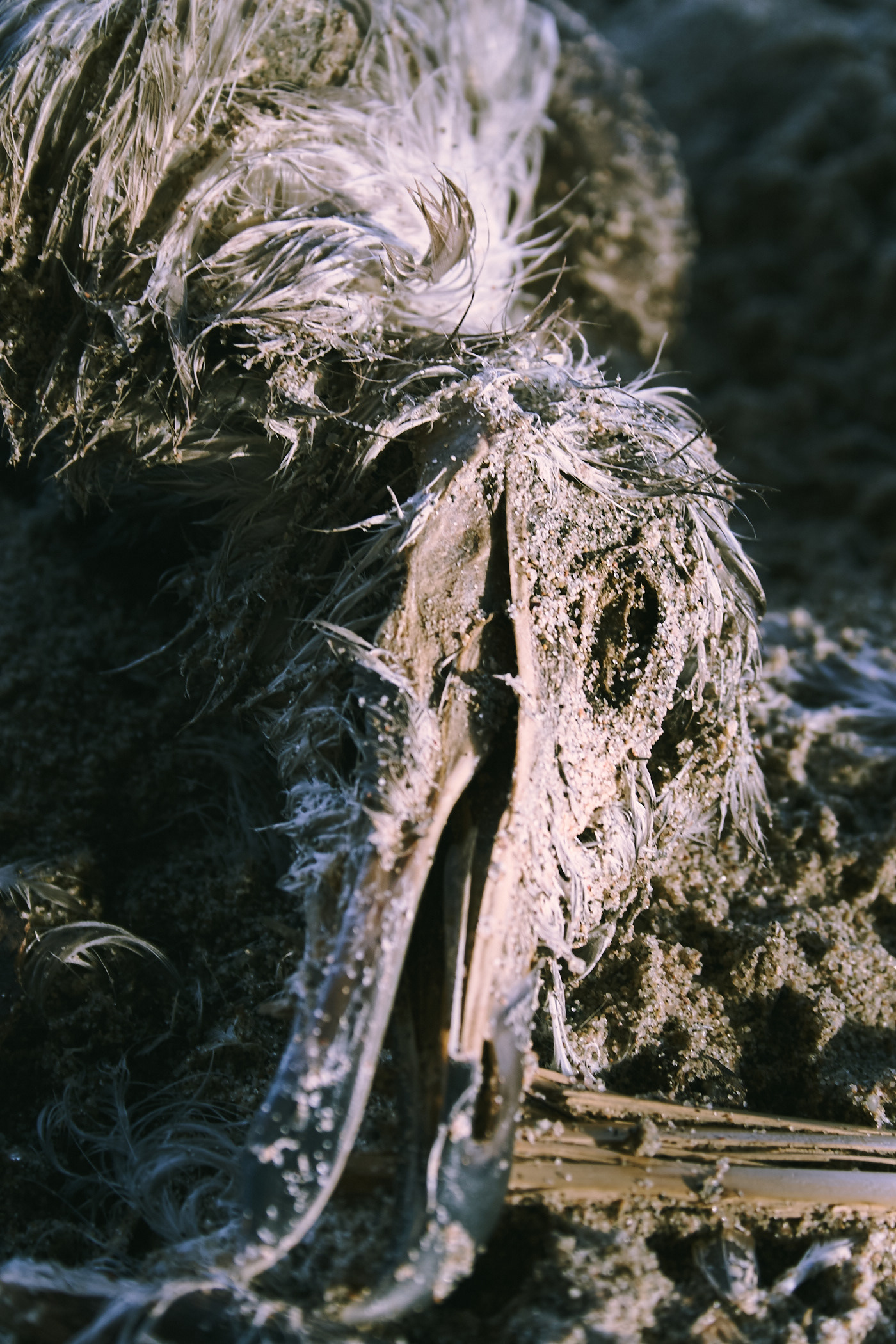 Dead bird.  Roadkill. Covered in sand.  Photo by Modern Human.