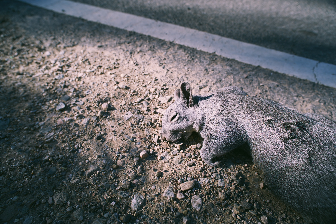 Dead squirrel.  Roadkill.  peaceful.  Photo by Modern Human.