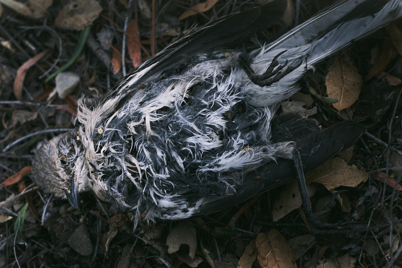 Dead bird.  Roadkill.  Feathers rotting. Photo by Modern Human.