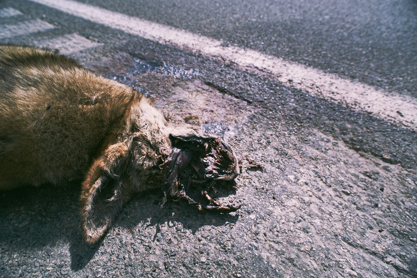 Dead Coyote.  Roadkill.  Head split open.  Photo by Modern Human.