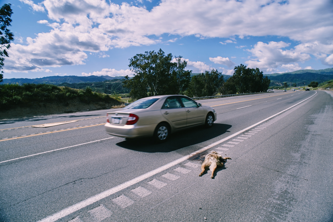 Dead Coyote.  Roadkill.  Head split open. Car rushes past. Photo by Modern Human.