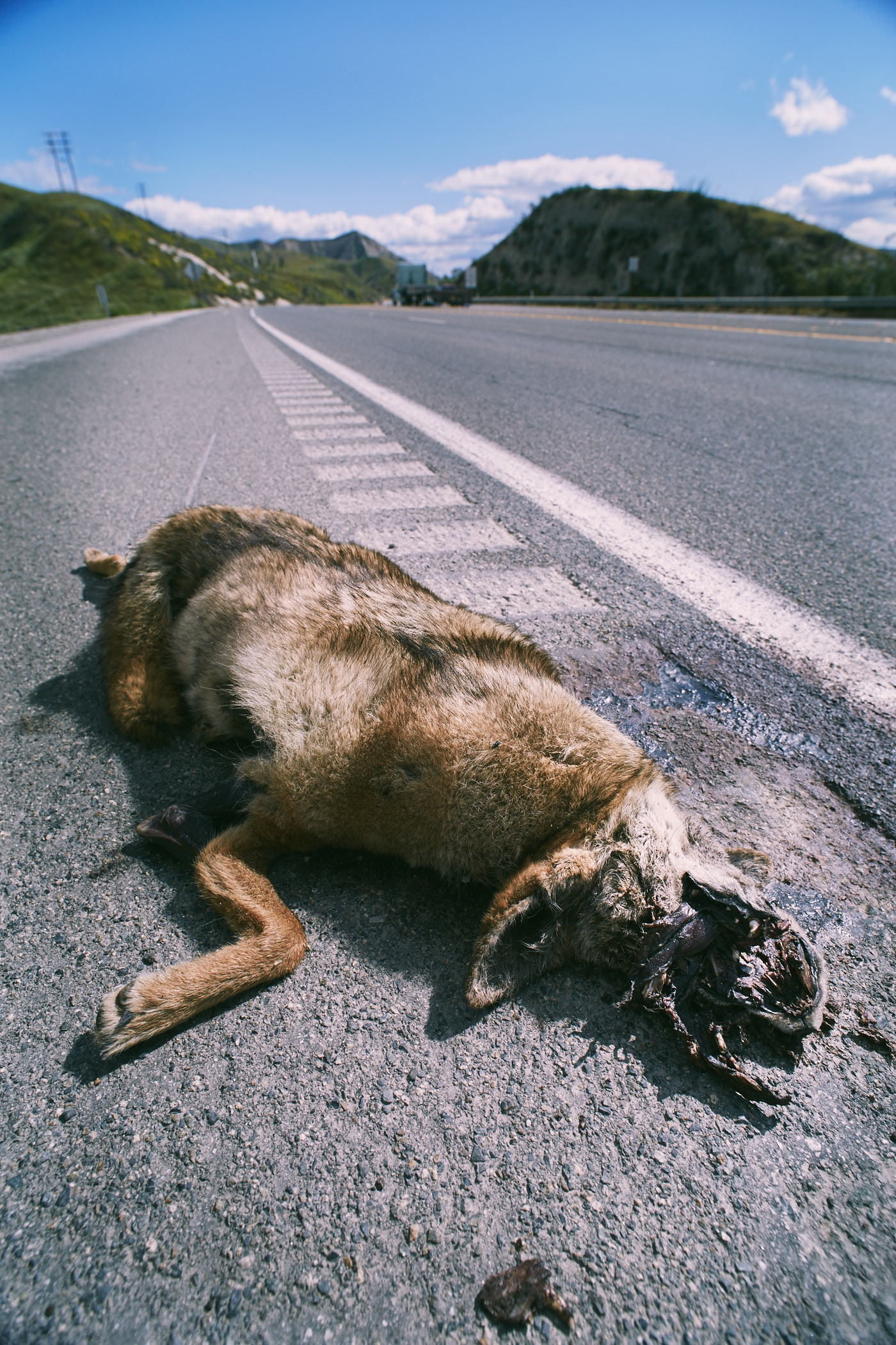 Dead Coyote.  Roadkill.  Head split open.  Photo by Modern Human.