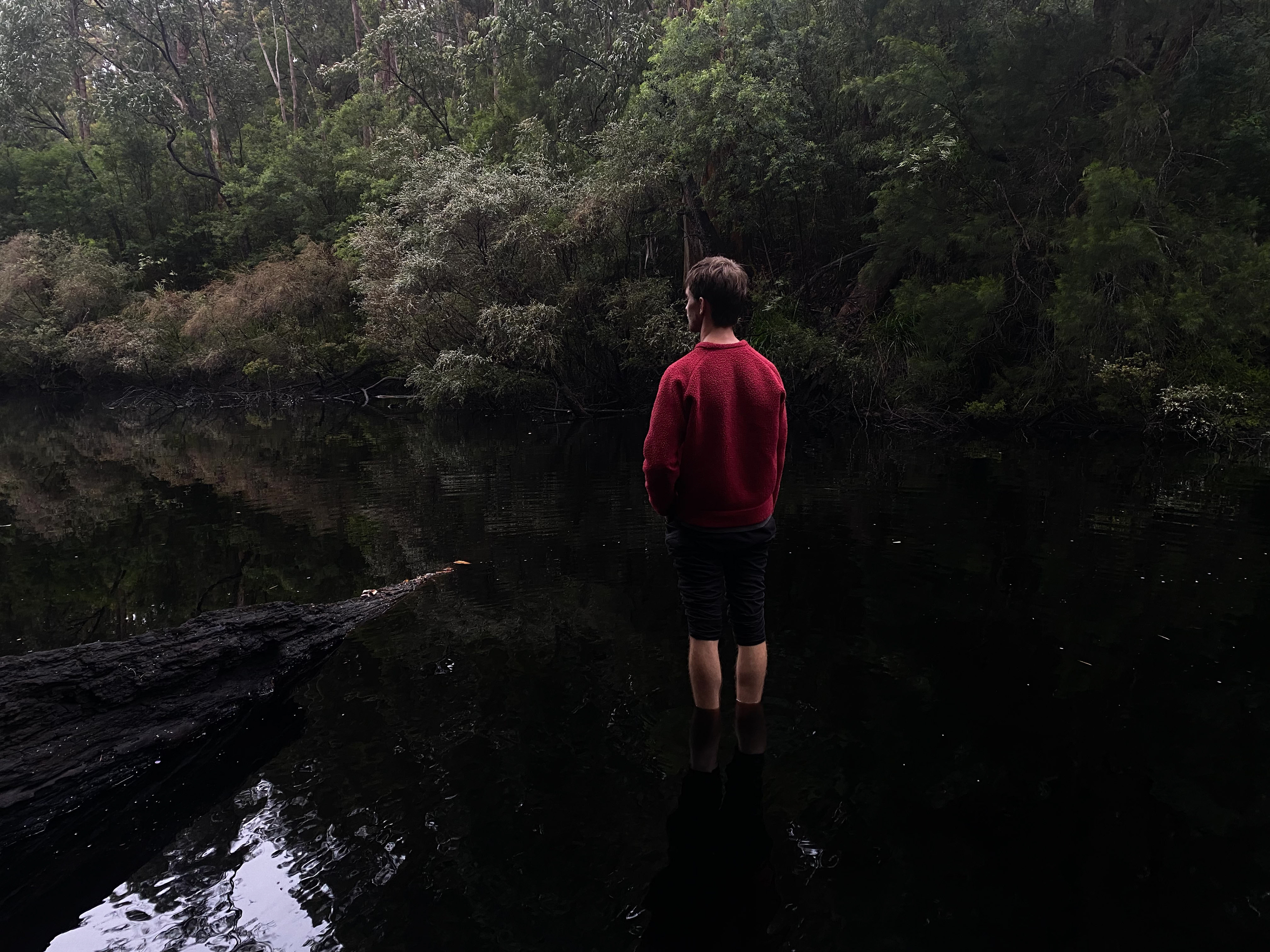 Gladstone State Forest, WA