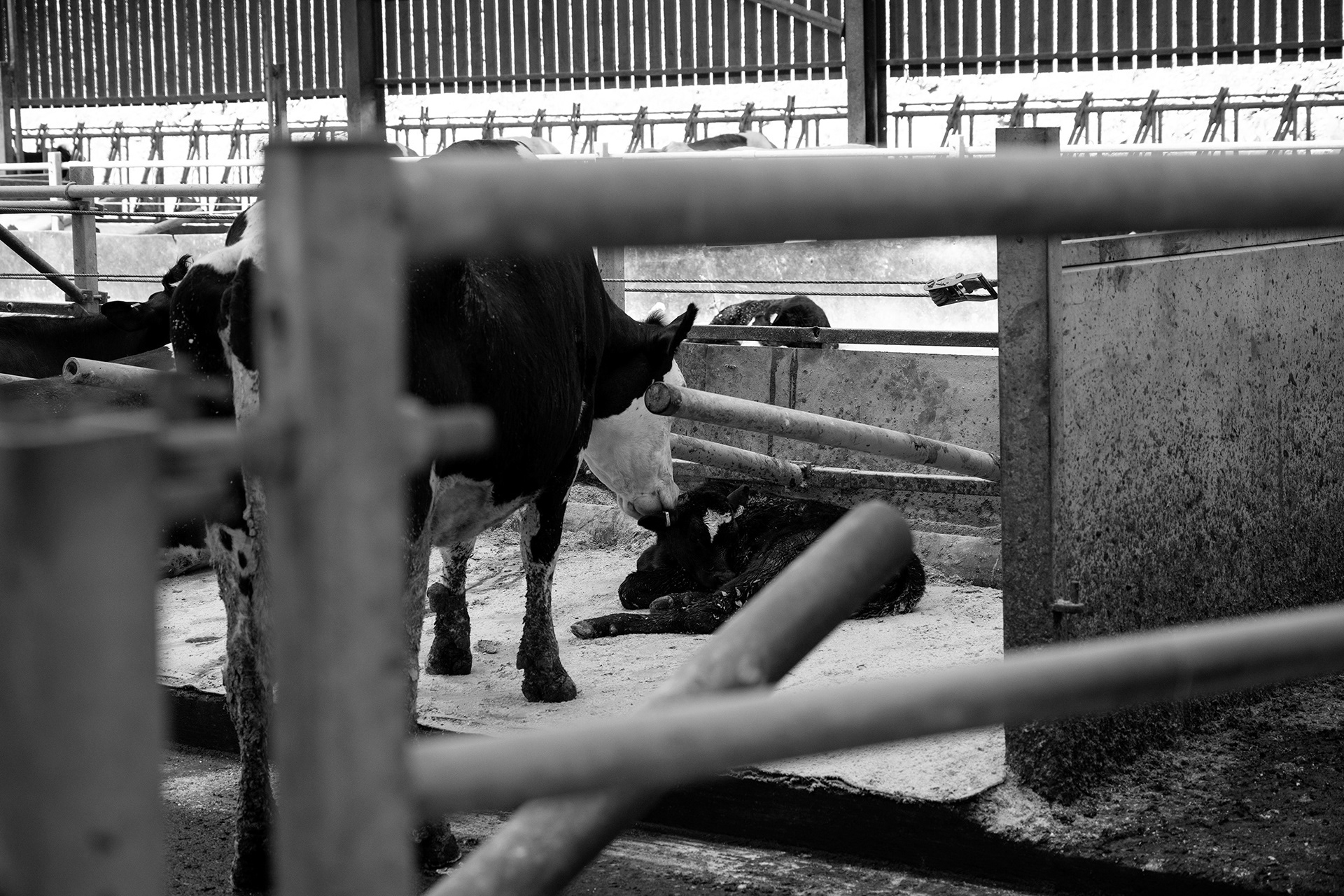 The Ethical Dairy