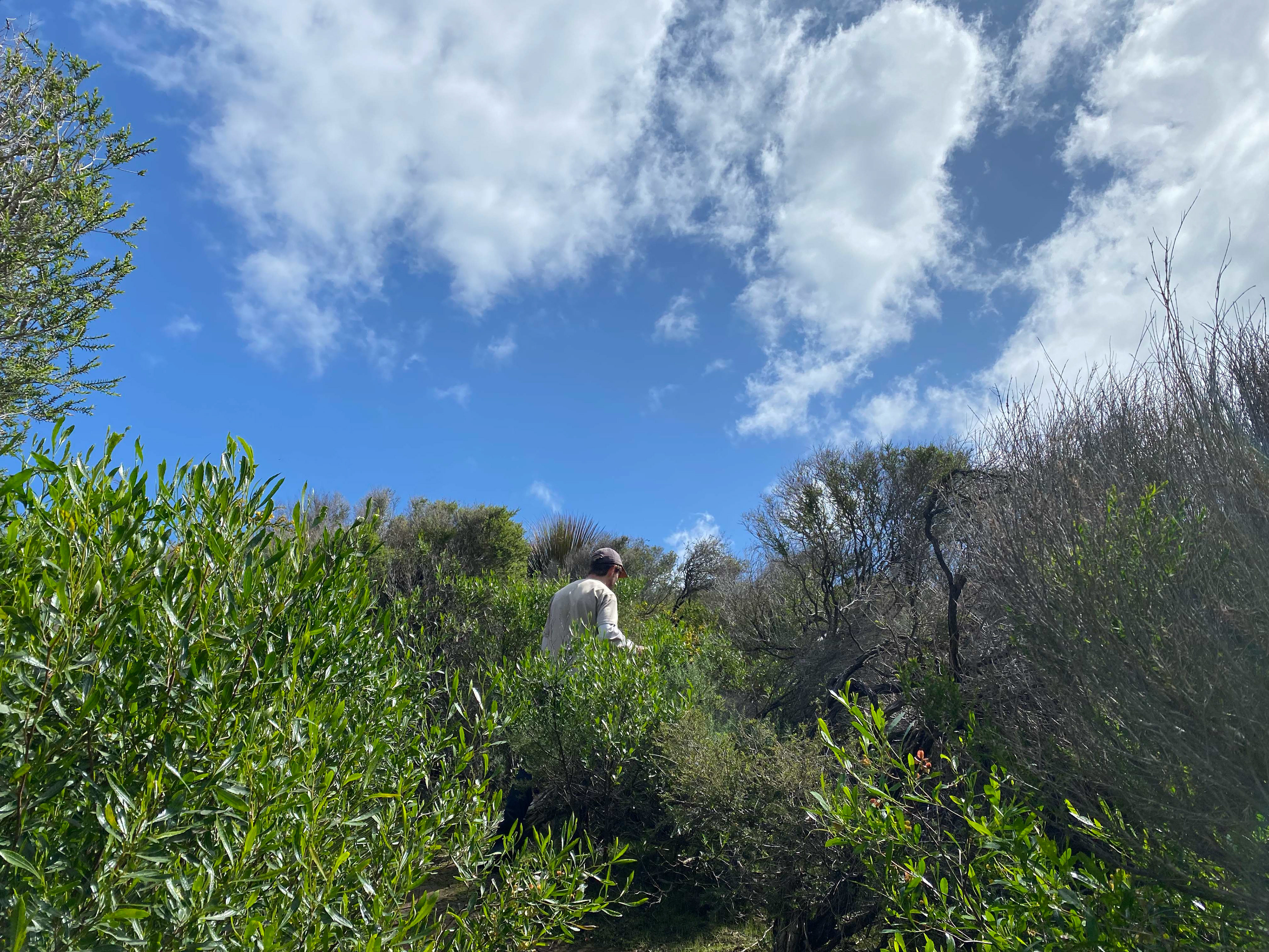 Flinder's Ranges, SA