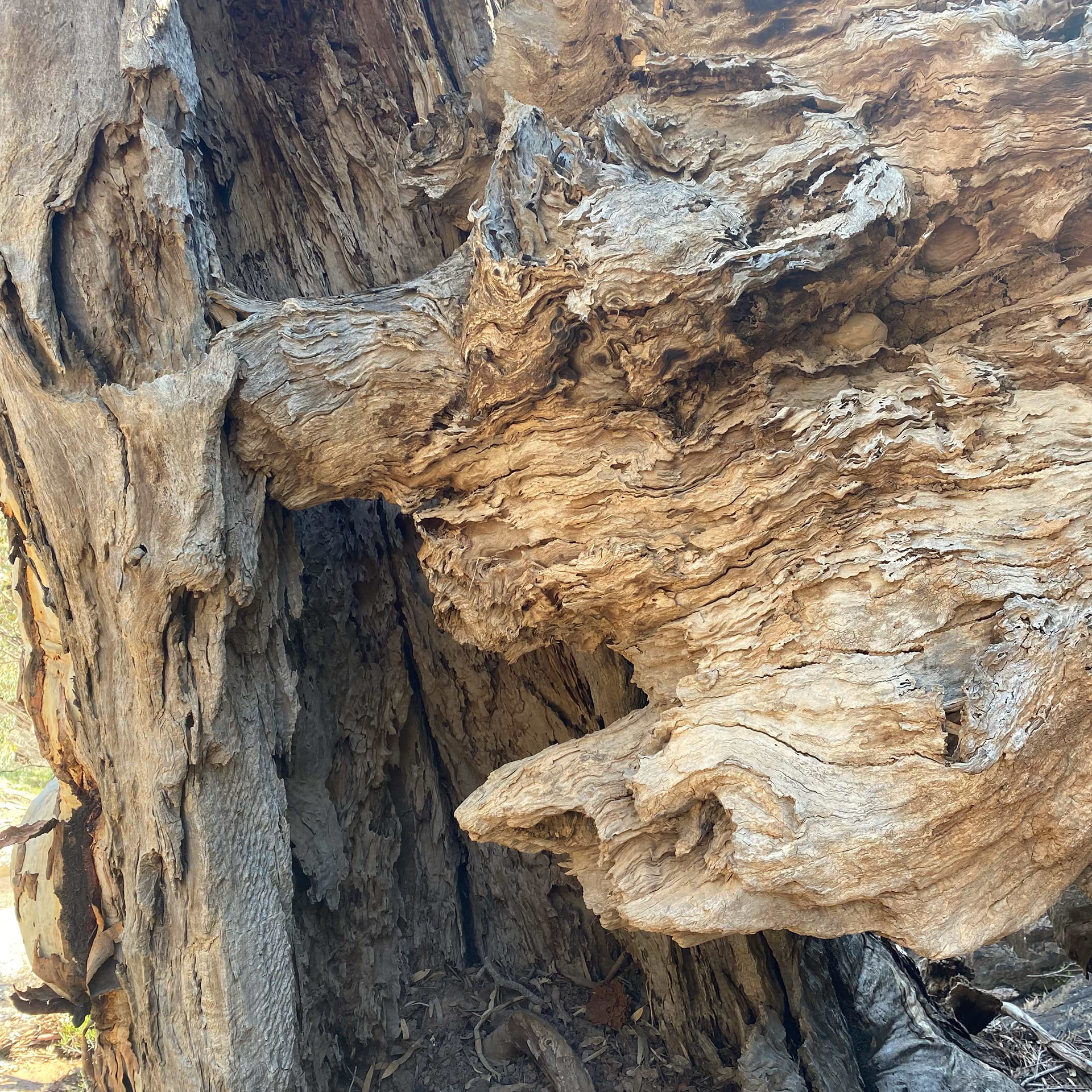 Flinder's Ranges, SA