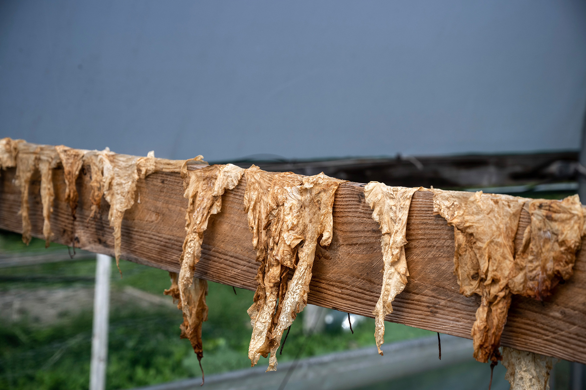 Kelp Crofters