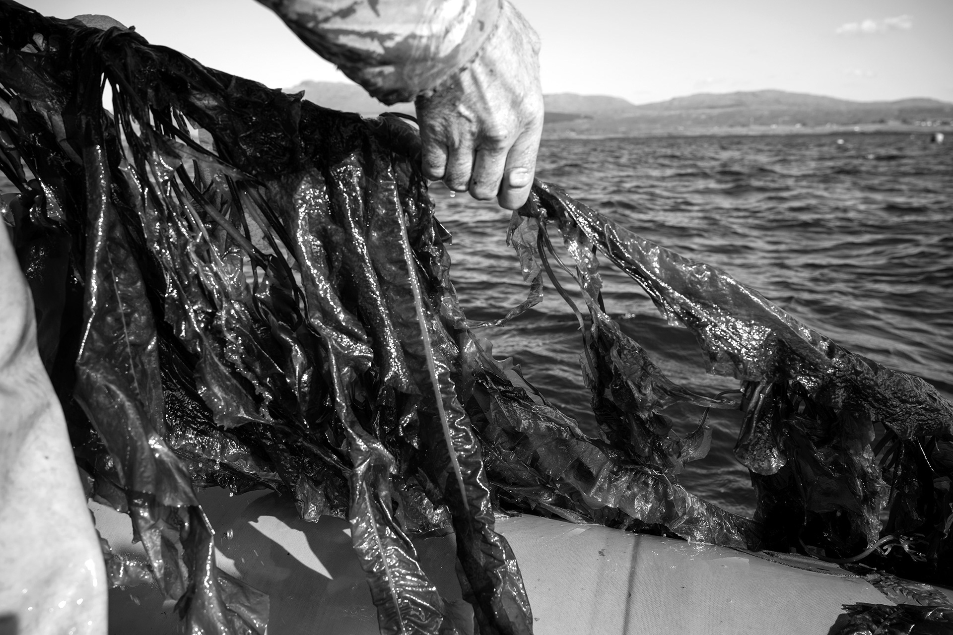 Kelp Crofters