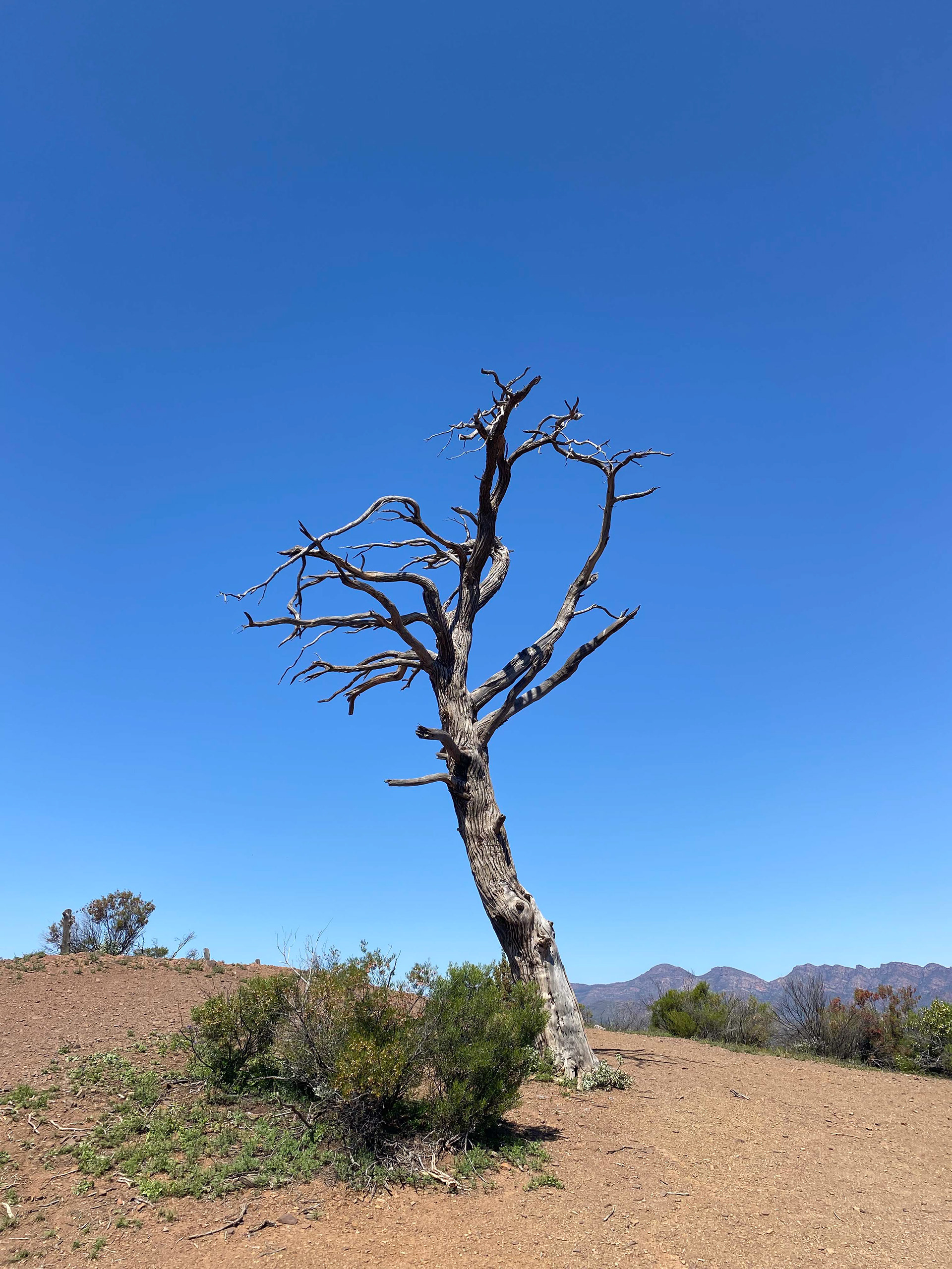 Flinder's Ranges, SA