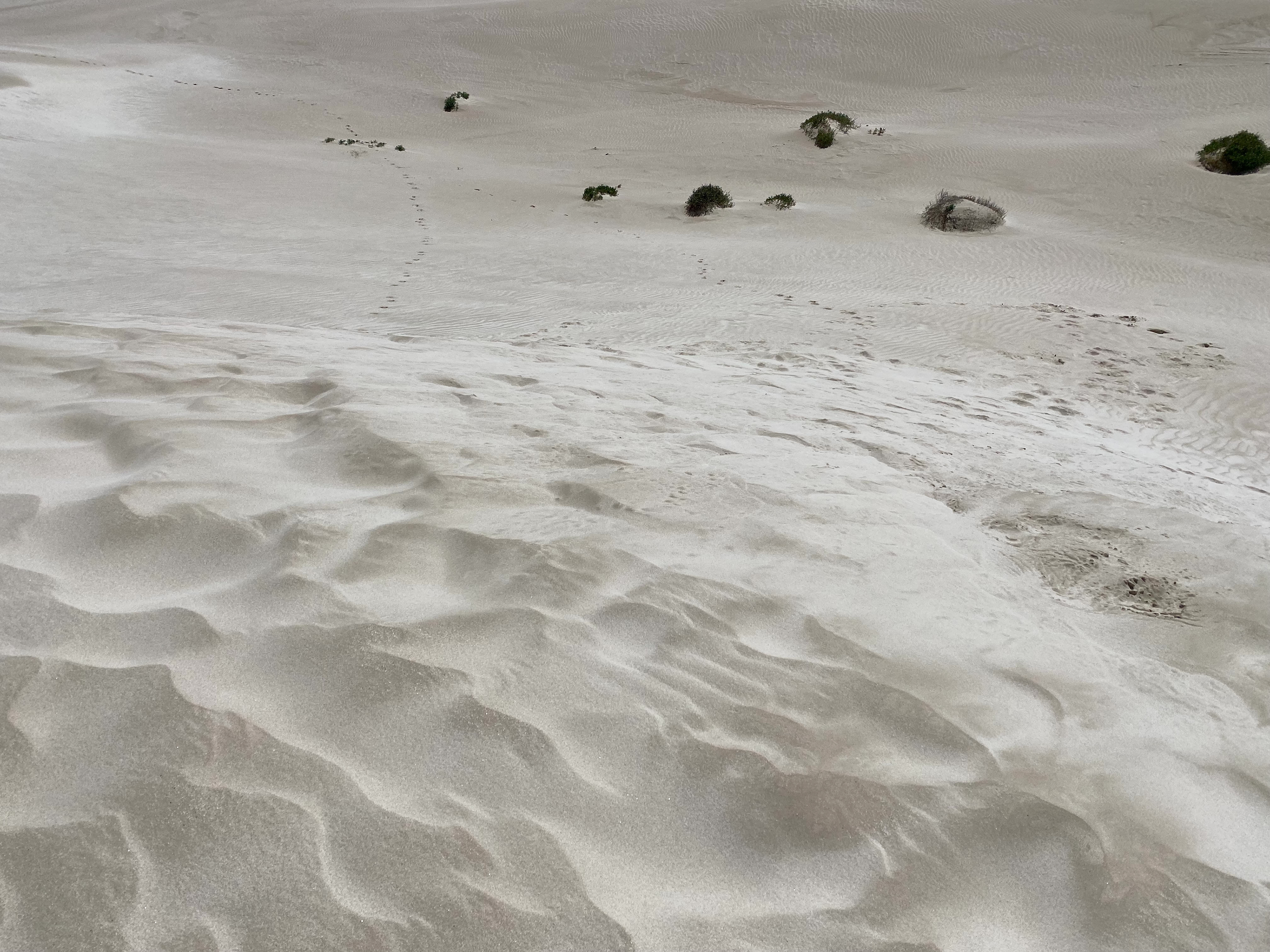 Chadinga Conservation Park, SA