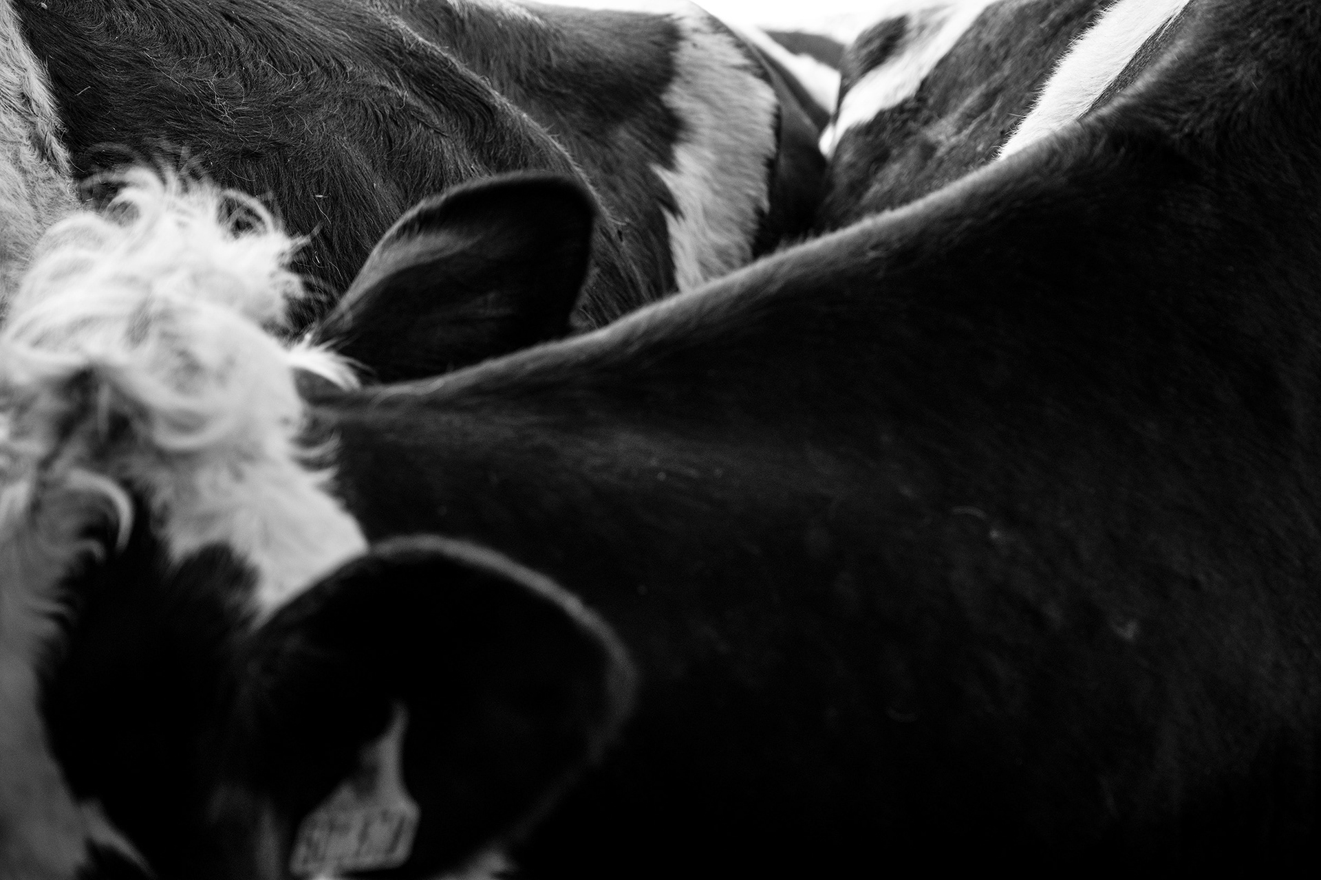 The Ethical Dairy