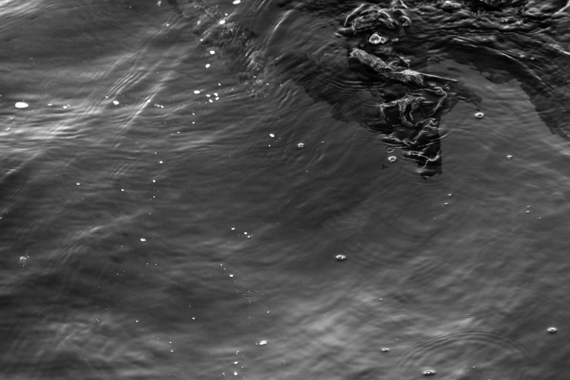 Kelp Crofters