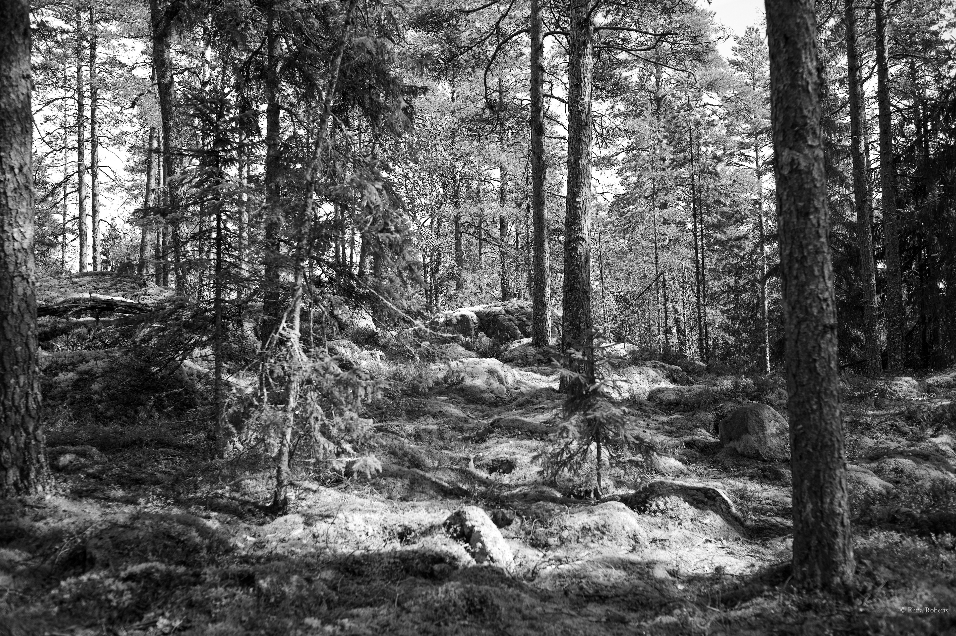 Hawkhill, Nuuksio