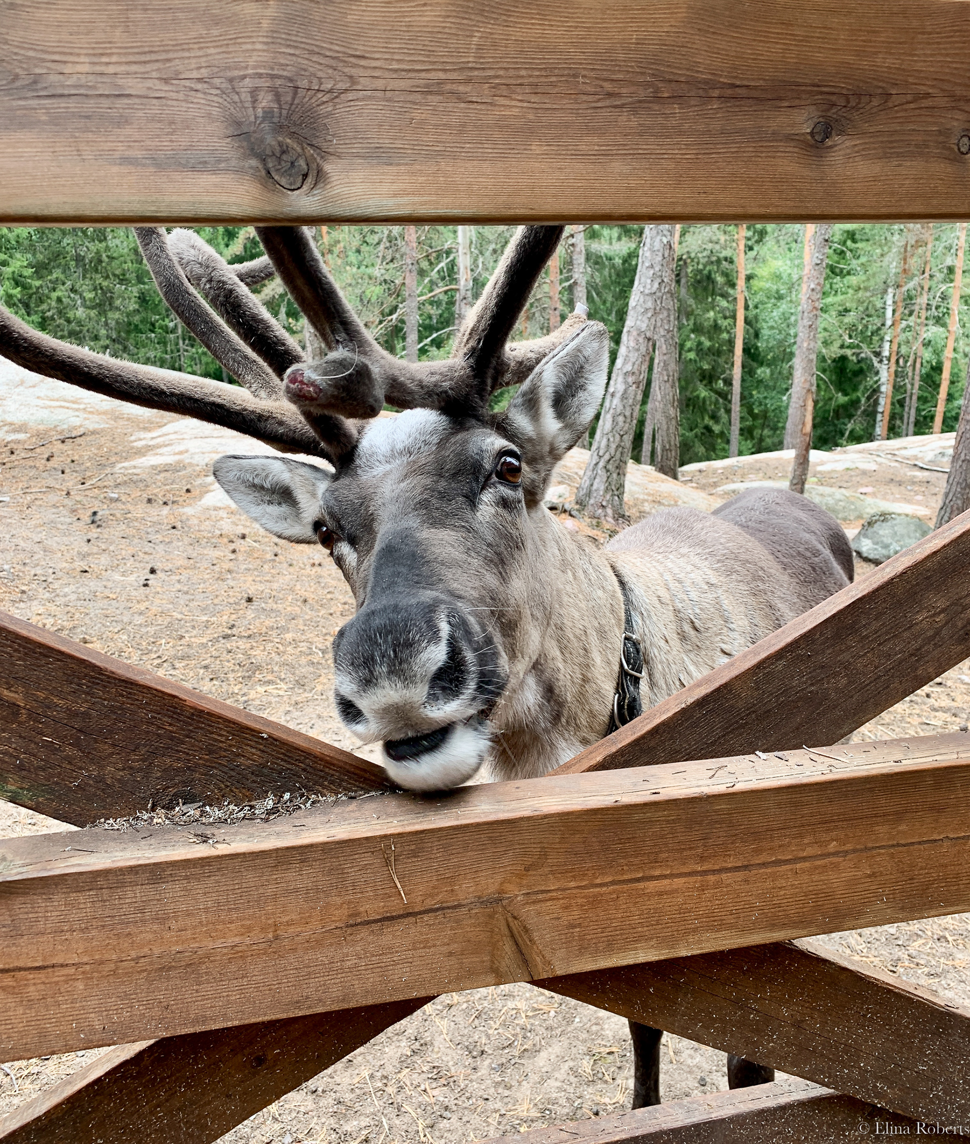 Reindeer park, Nuuksio