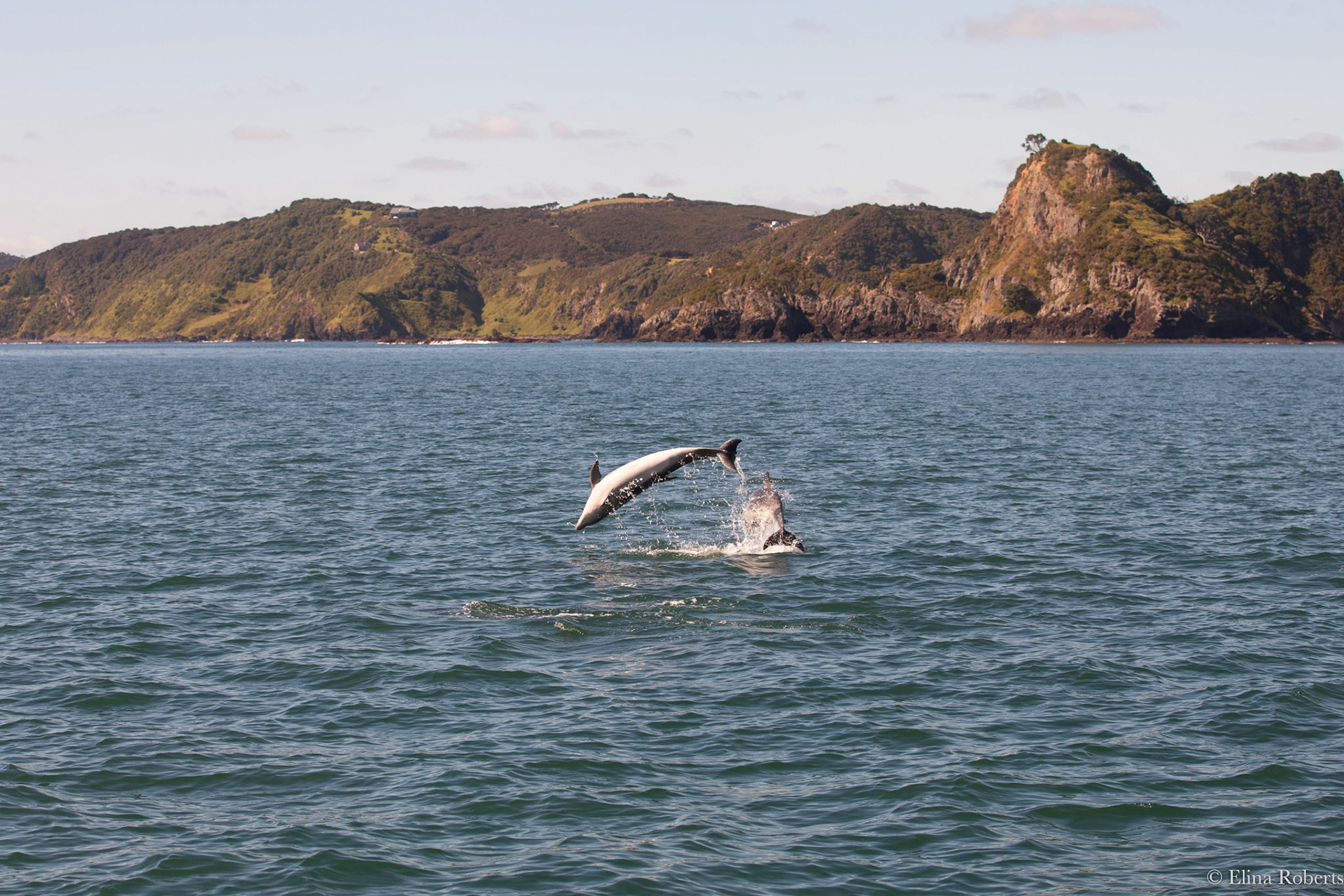 Paihia - Bay of Islands
