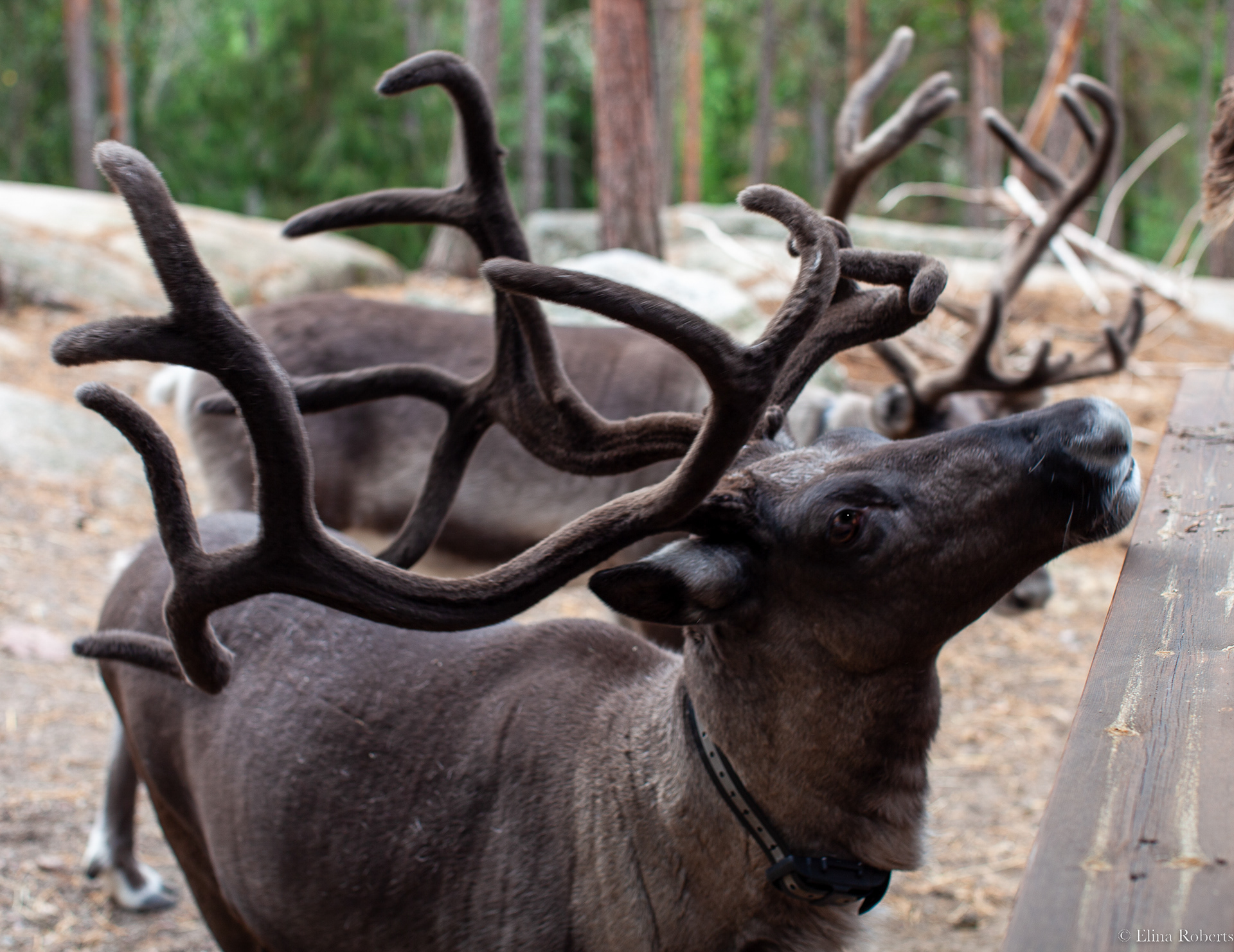 Reindeer park, Nuuksio
