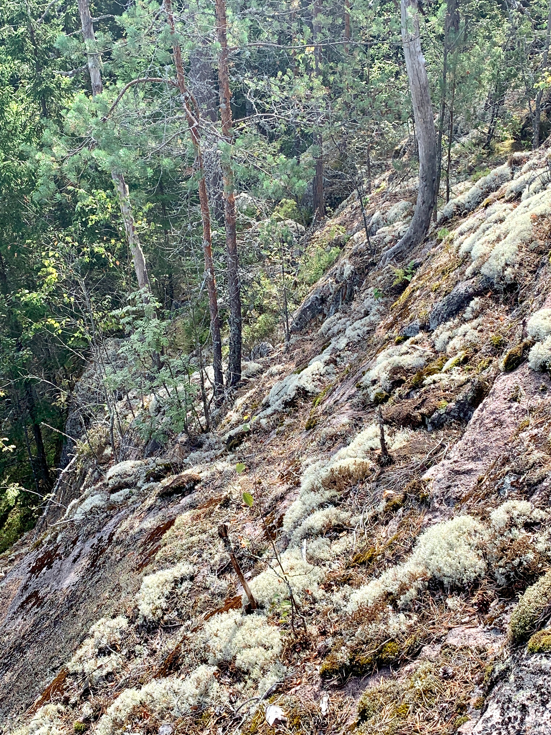 Haukkamäki, Nuuksio