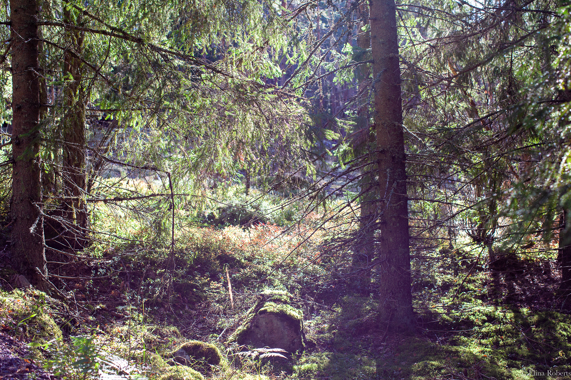 Haukkamäki, Nuuksio