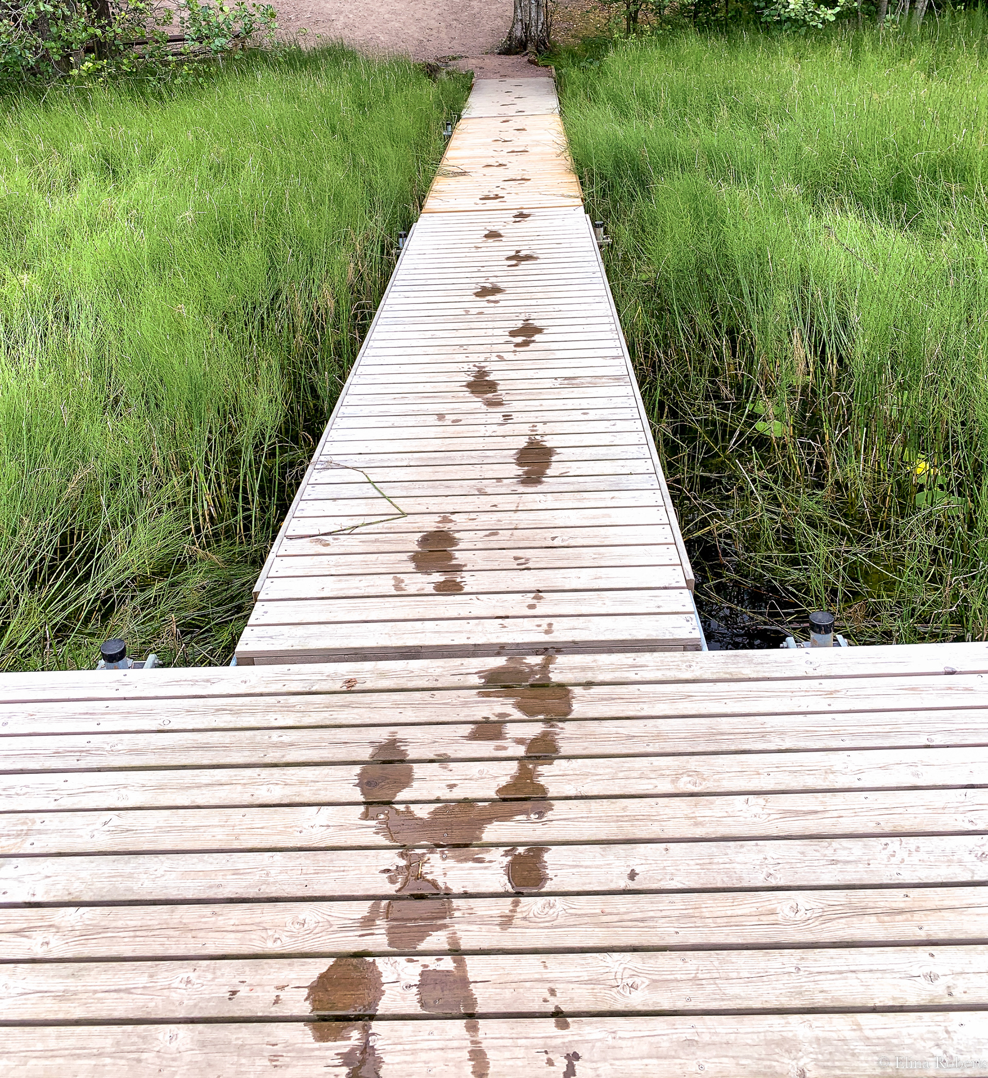 Haukkalampi, Nuuksio