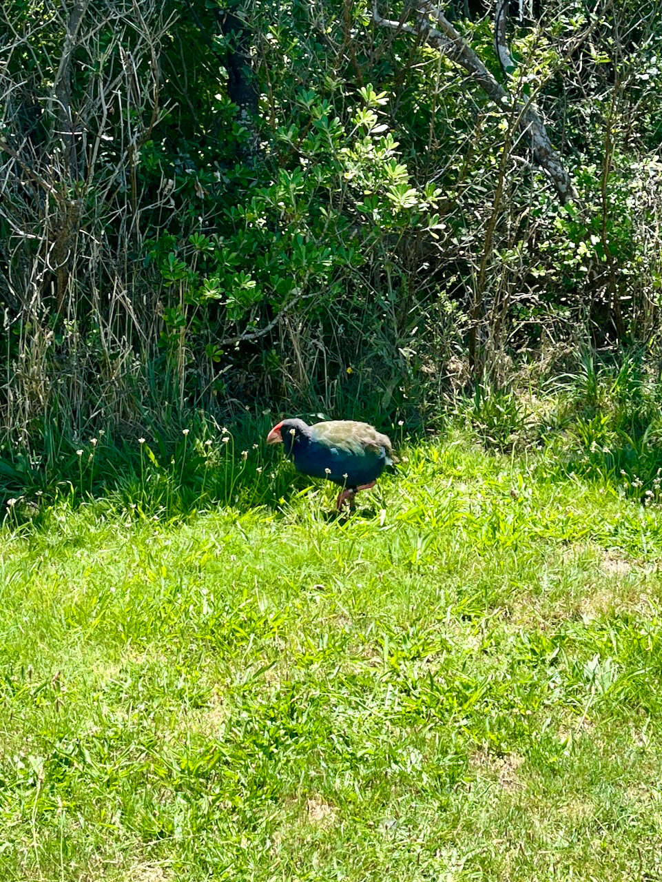 Takahē at Tiritiri Matangi