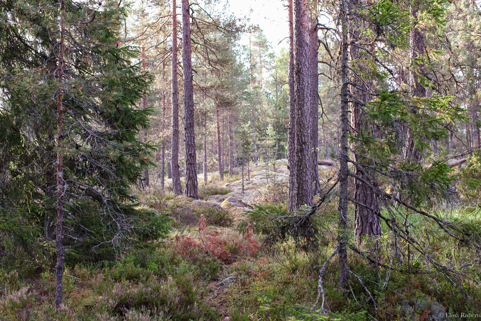 Haukkamäki, Nuuksio