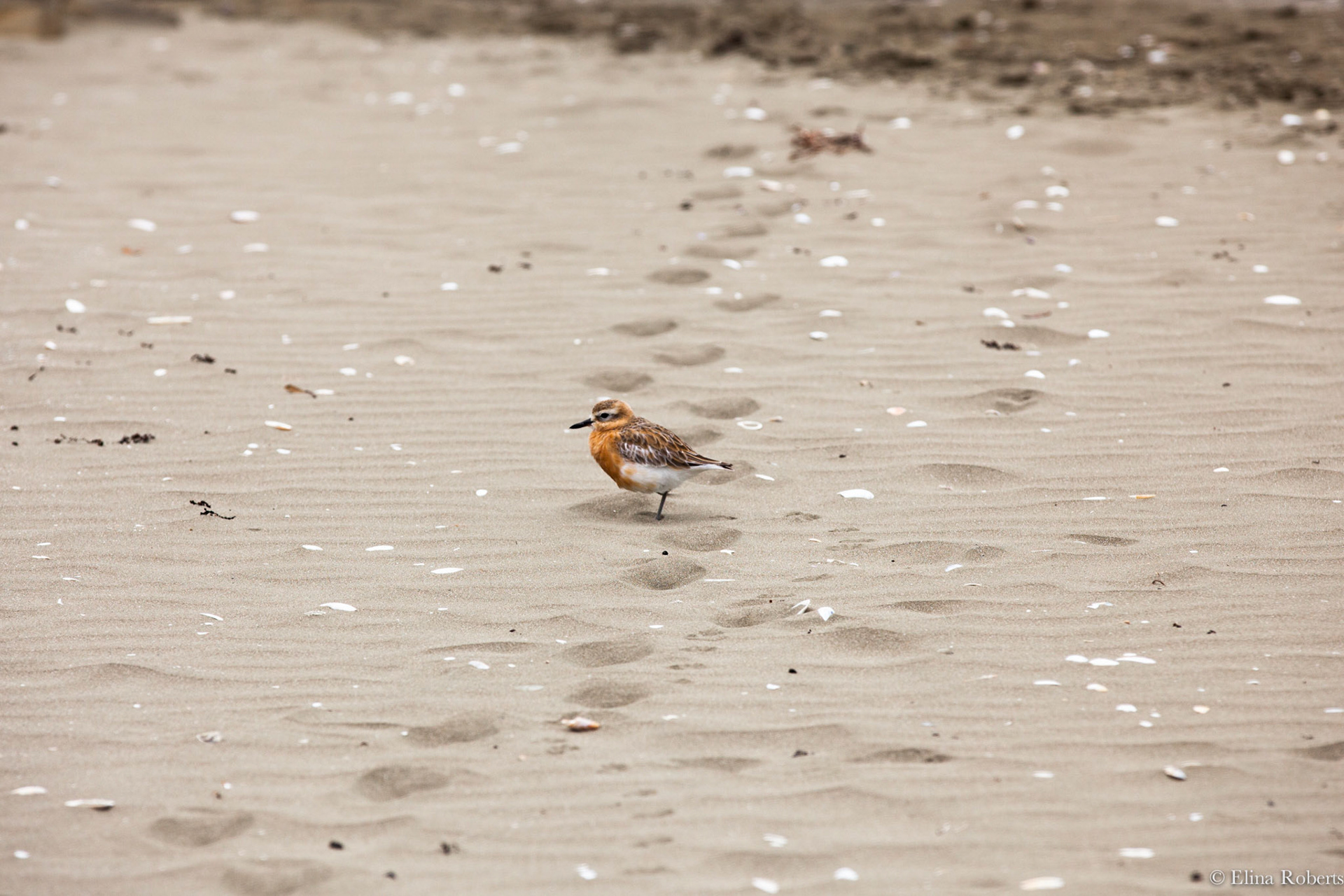 Tuturiwhatu - NZ dotterel