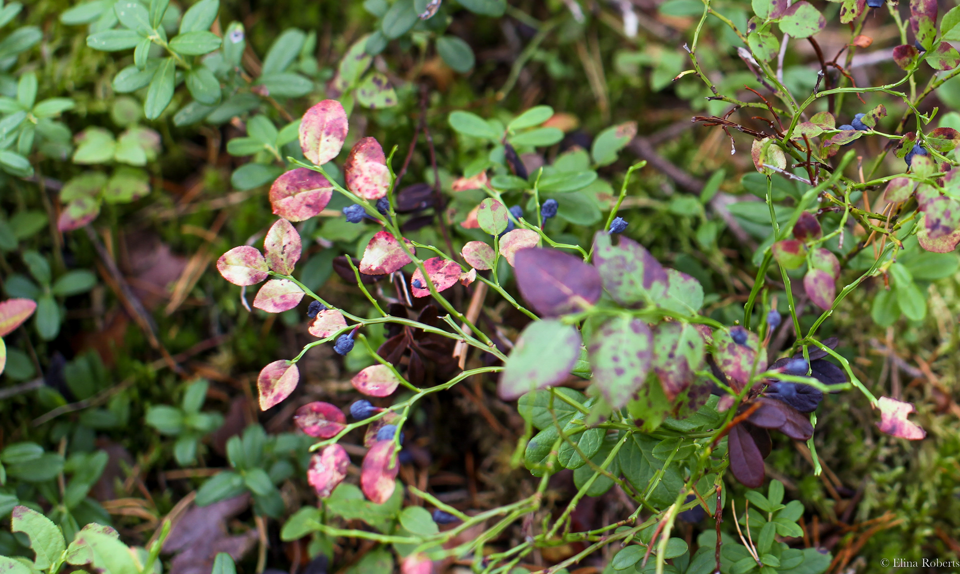 Haukkamäki, Nuuksio