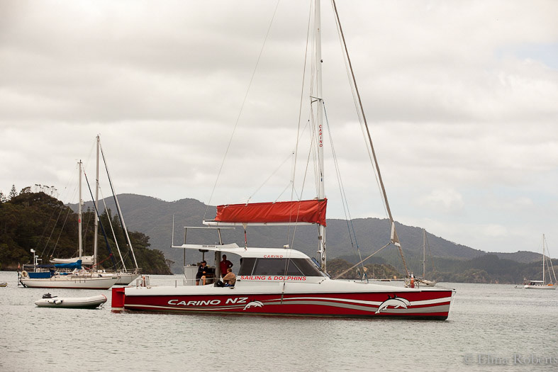 Carino - Bay of Islands
