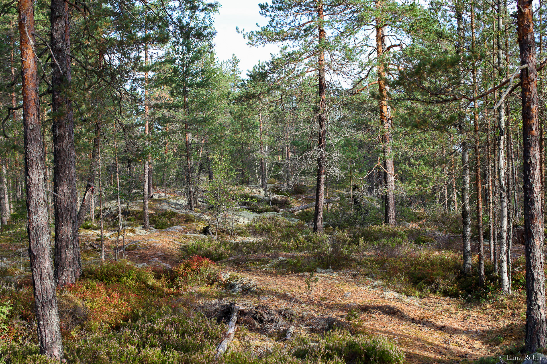 Haukkamäki, Nuuksio