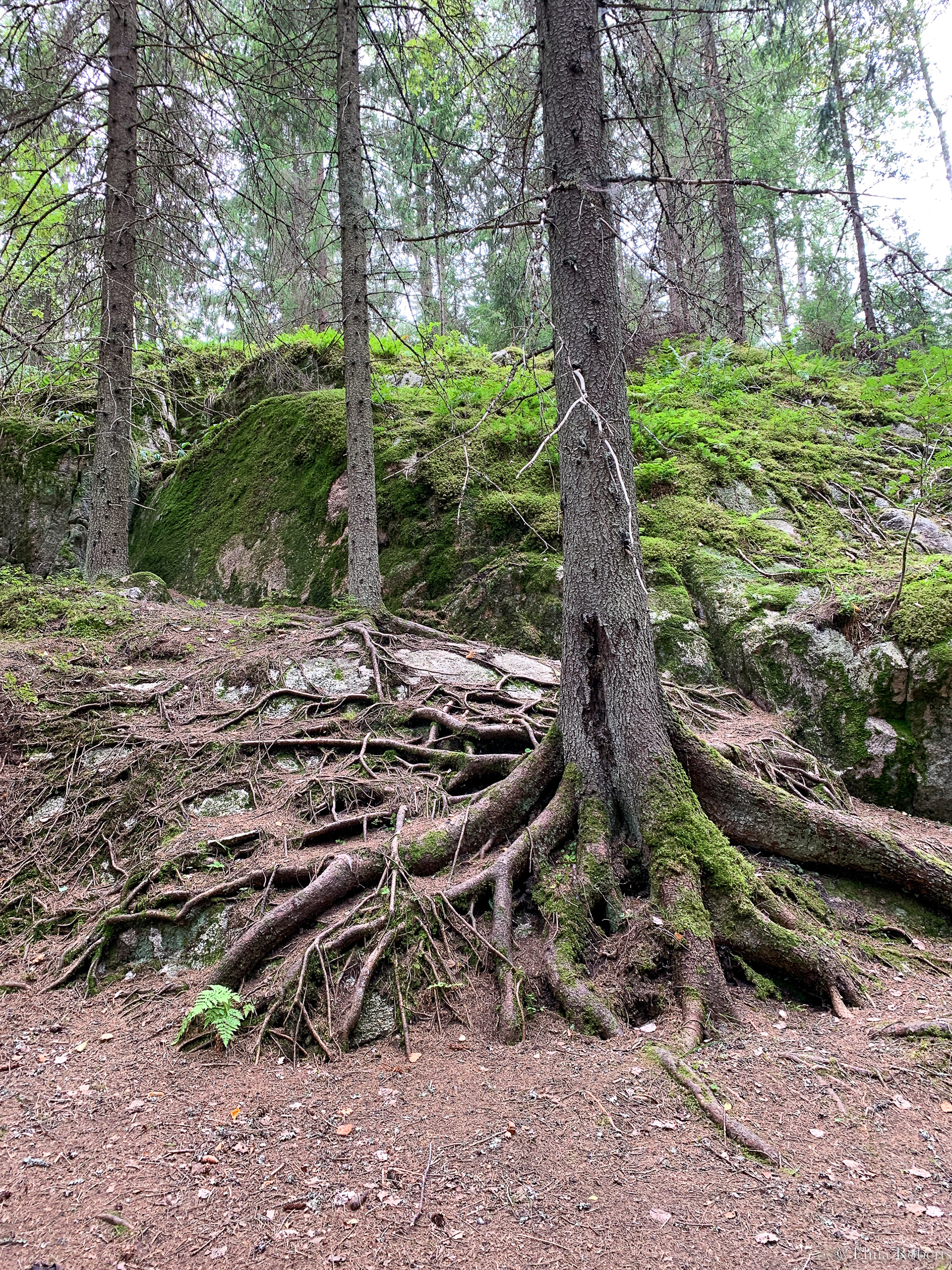 Haukkalampi, Nuuksio
