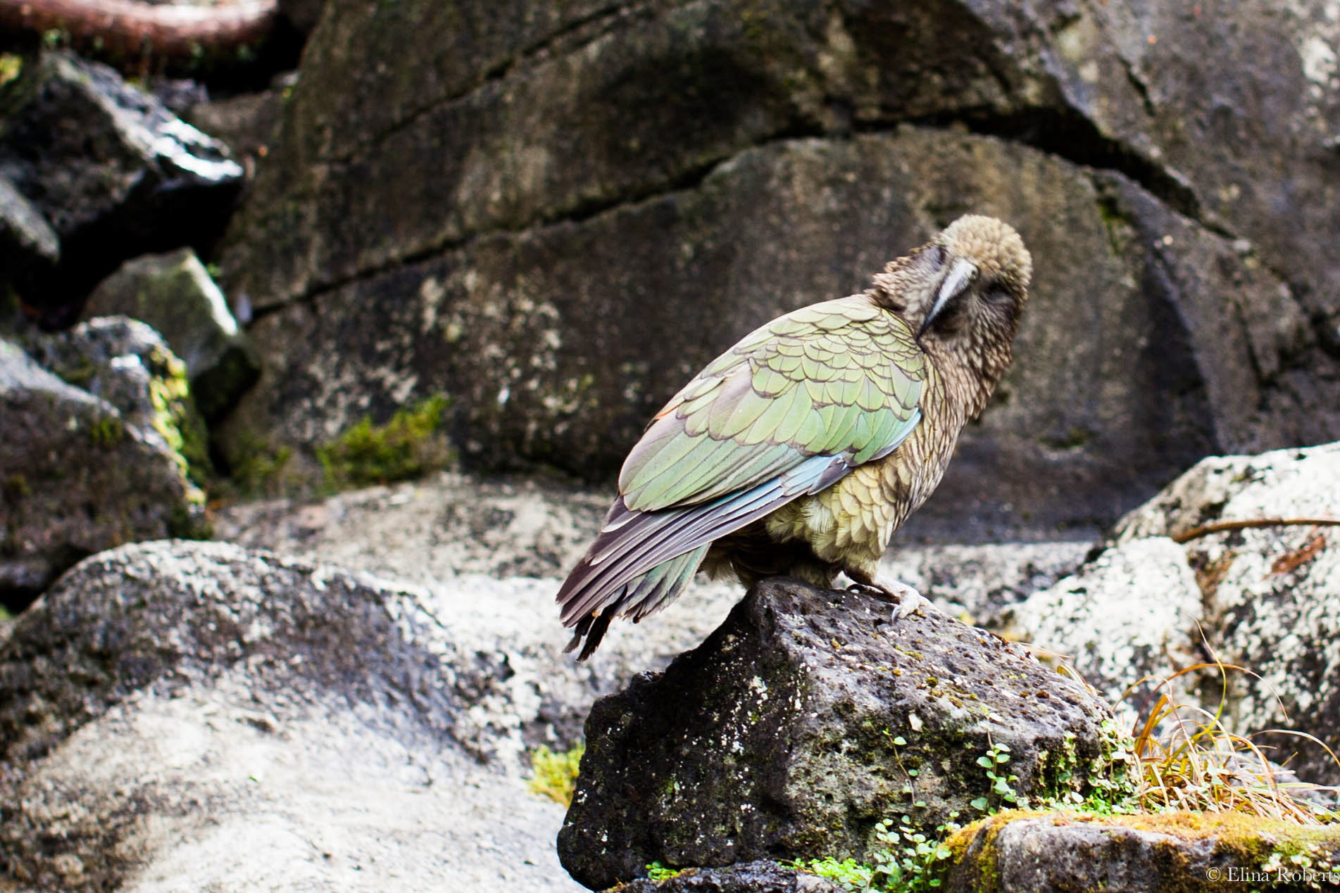 Auckland - Kea