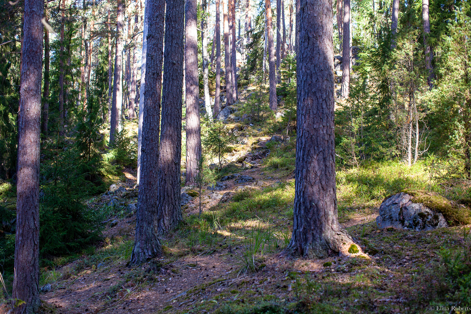 Haukkamäki, Nuuksio