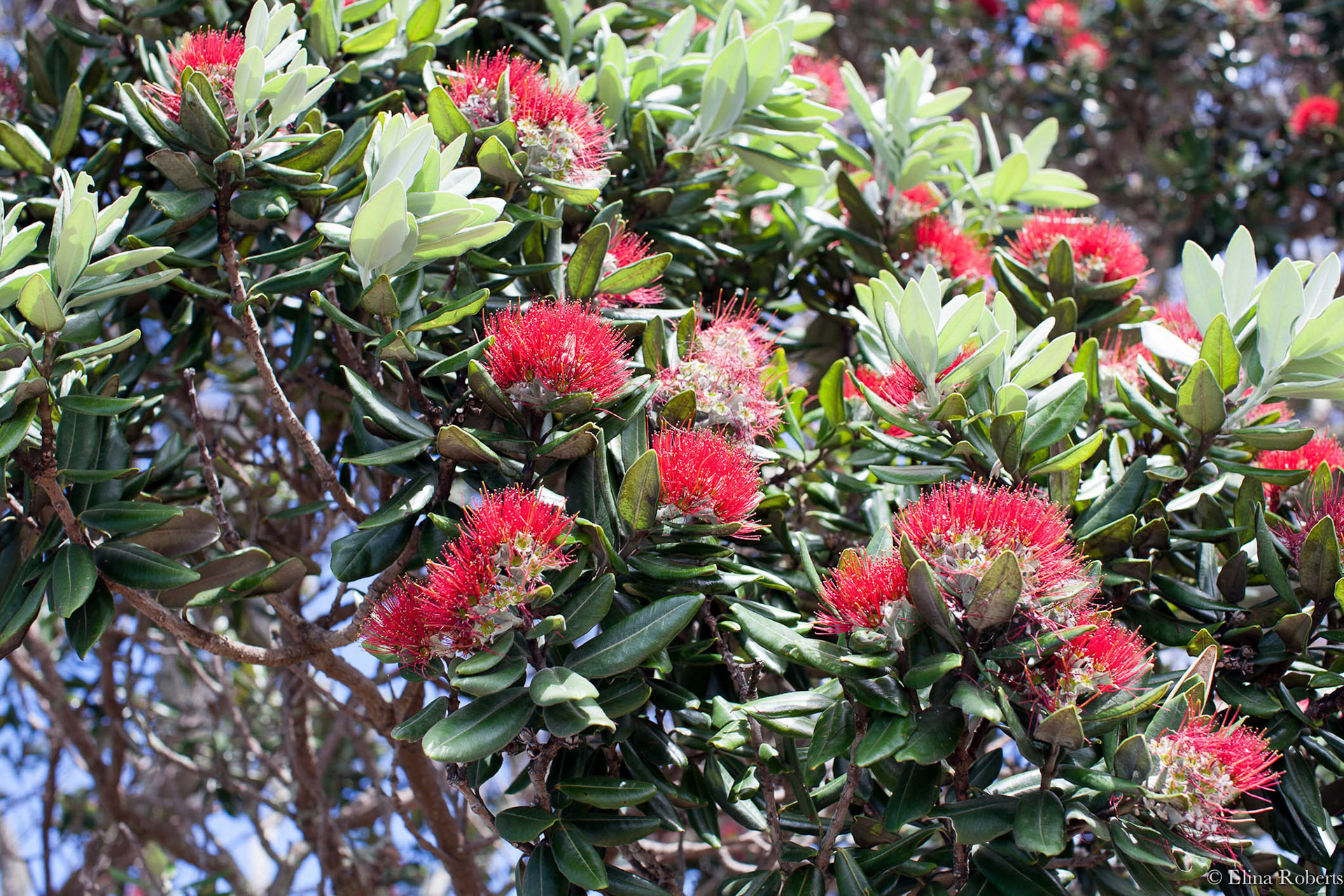 Pohutukawa