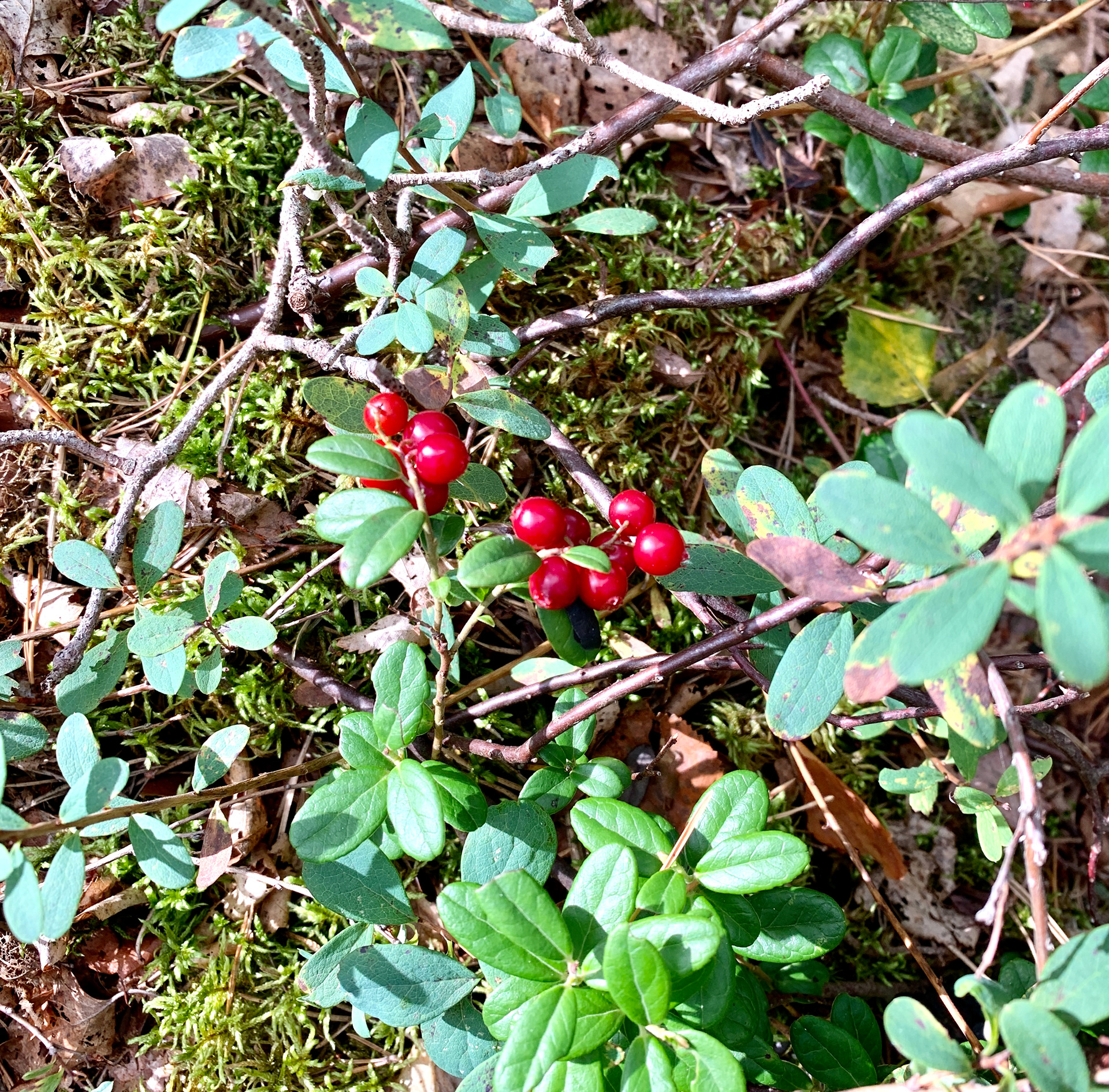 Haukkamäki, Nuuksio