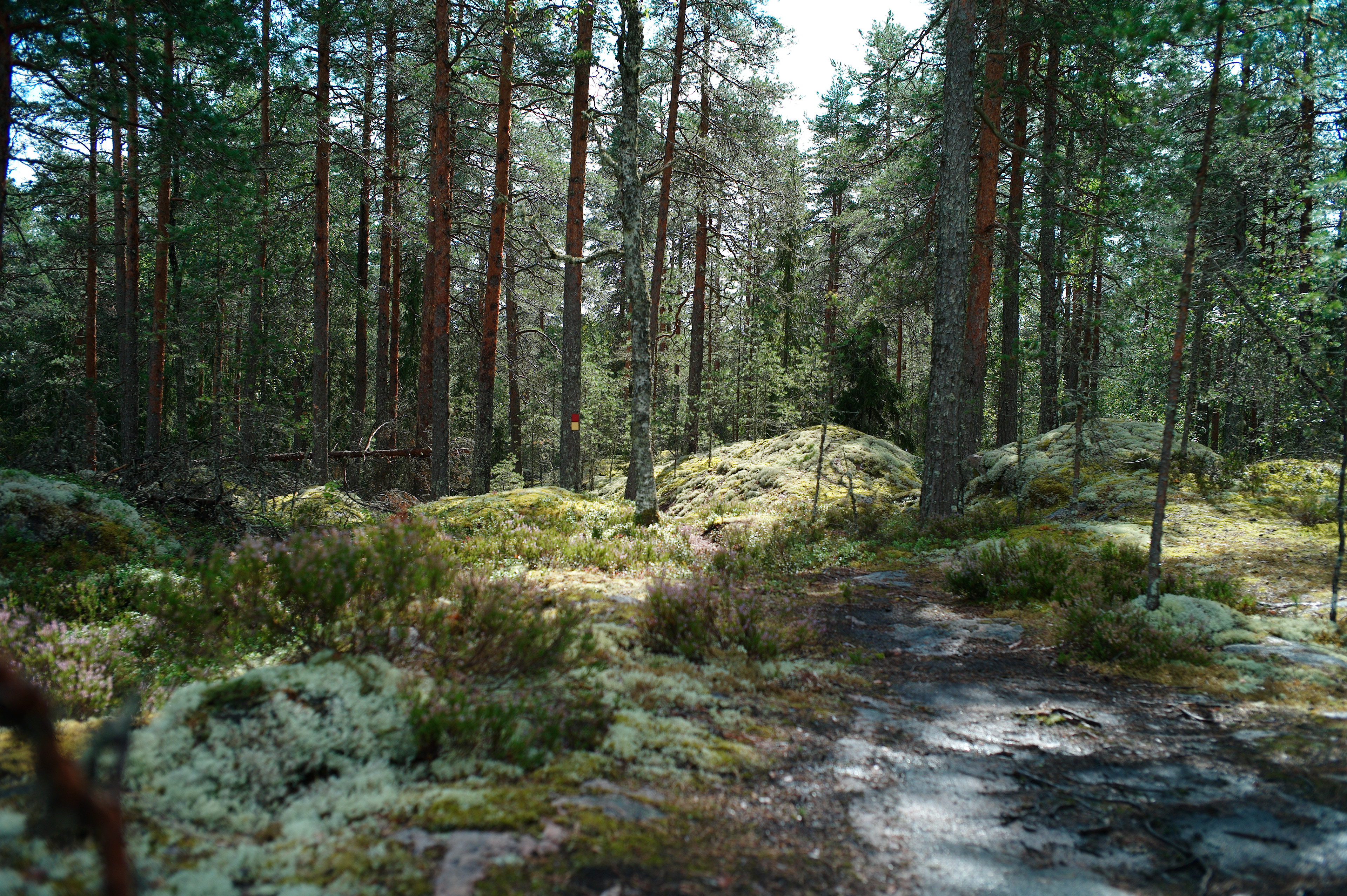 Hawkhill, Nuuksio