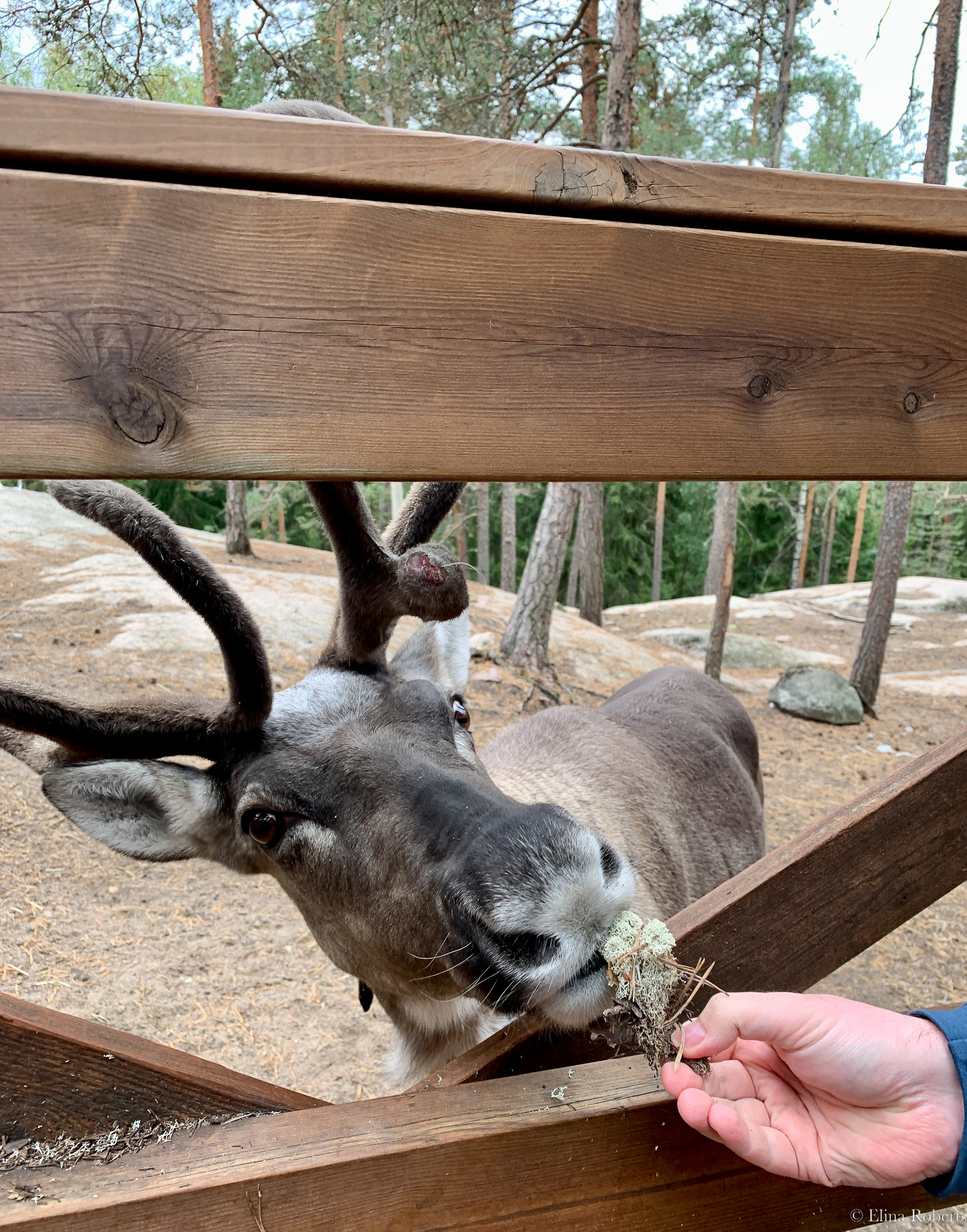 Reindeer park, Nuuksio